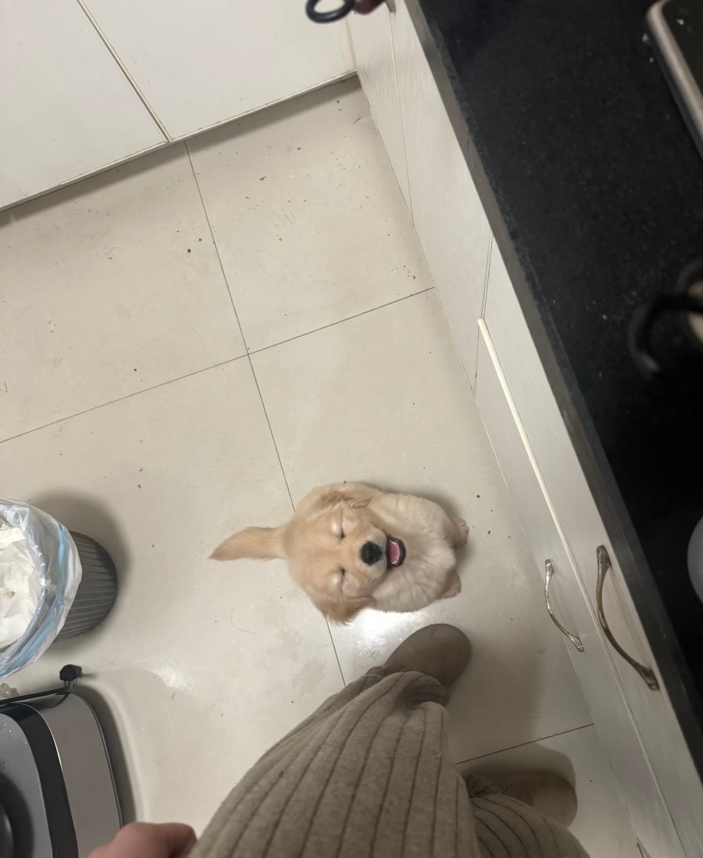 乖乖等待吃饭的小狗 