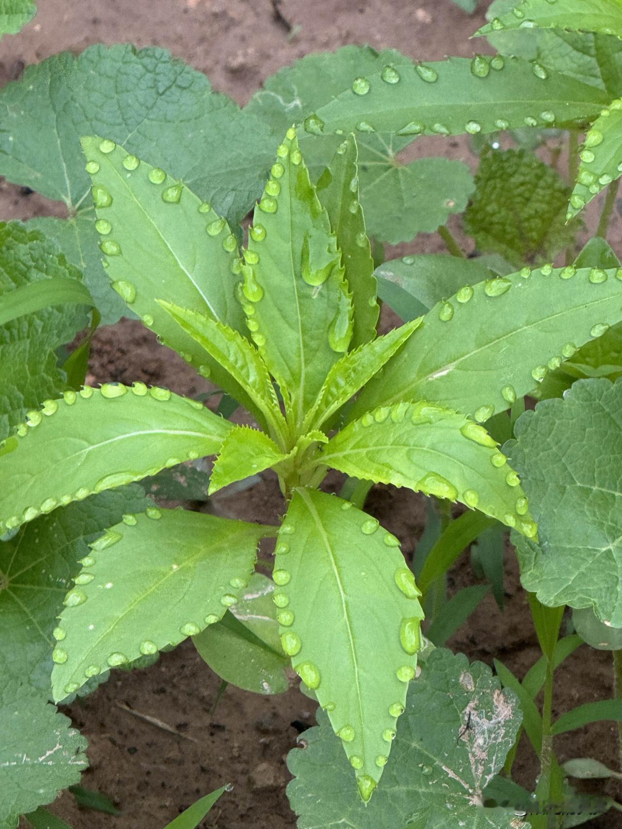昨天下了一天大暴雨。今天终于停了。不由自主的又去看花了。看看我的凤仙草，特别特别