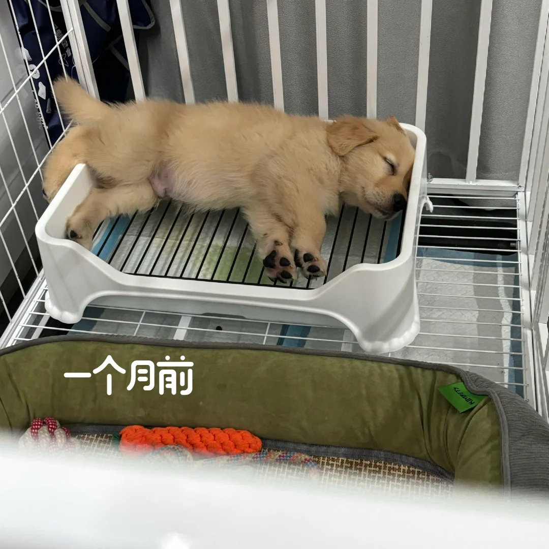 论金毛的生长速度有多惊人😨