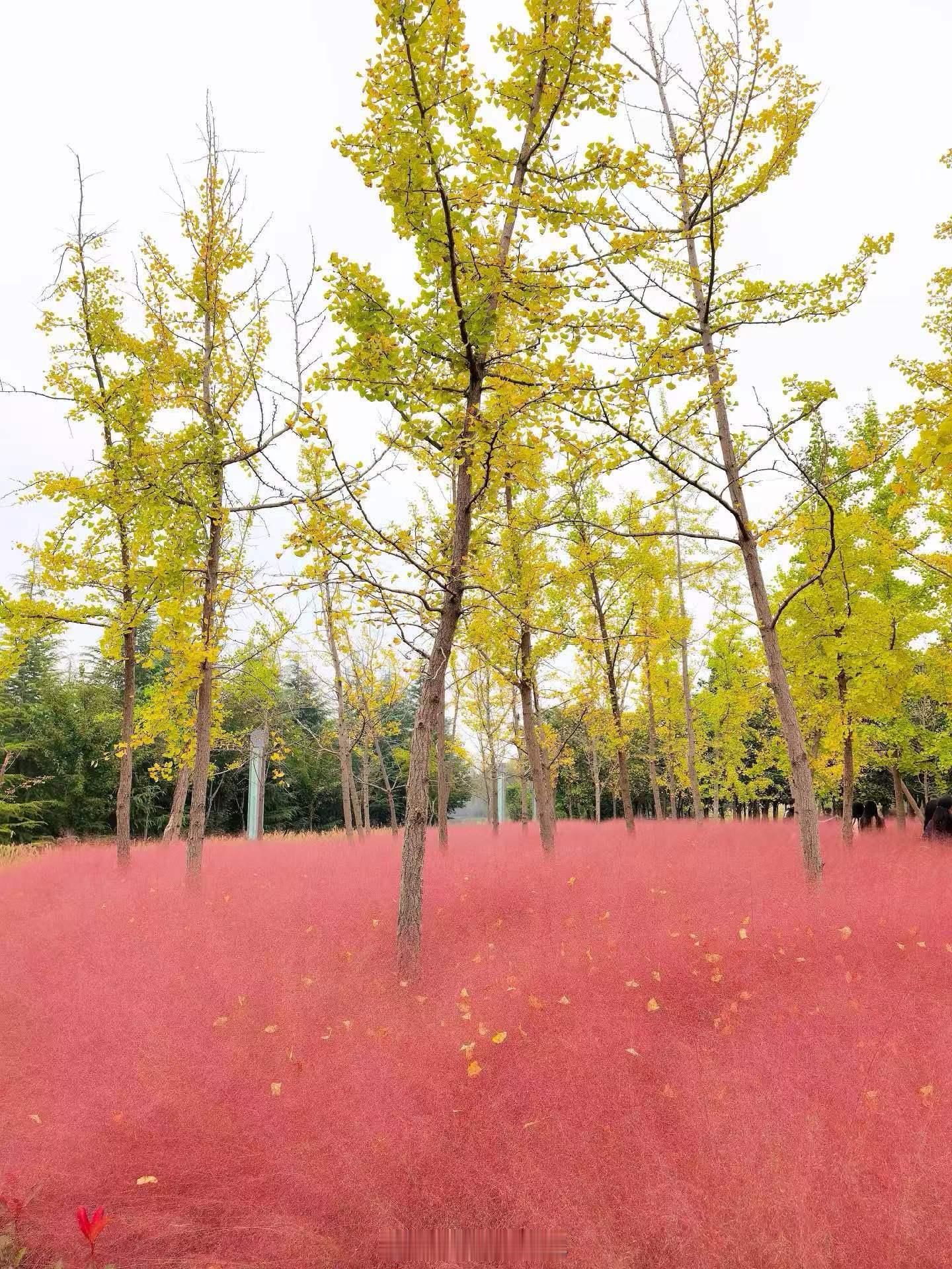 一半水雾杉林，恍入江南秘境📸一半粉草银杏，撞进秋日温柔🍂寻美河南寻美洛阳  