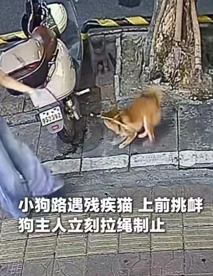 近日，广东惠州街边一段监控视频被央视新闻转发，短短几十秒的画面，看得无数网友心头