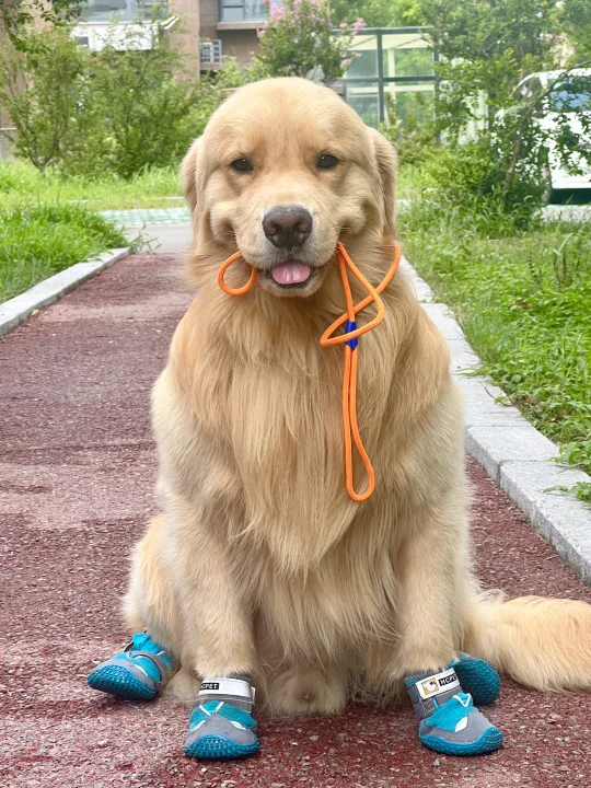 小光头软便又emo，谁懂啊！😭