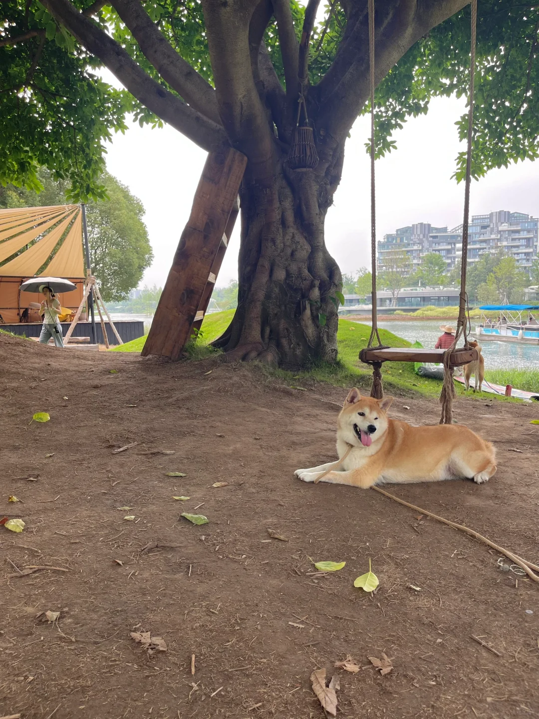 绿树荫浓夏日长。