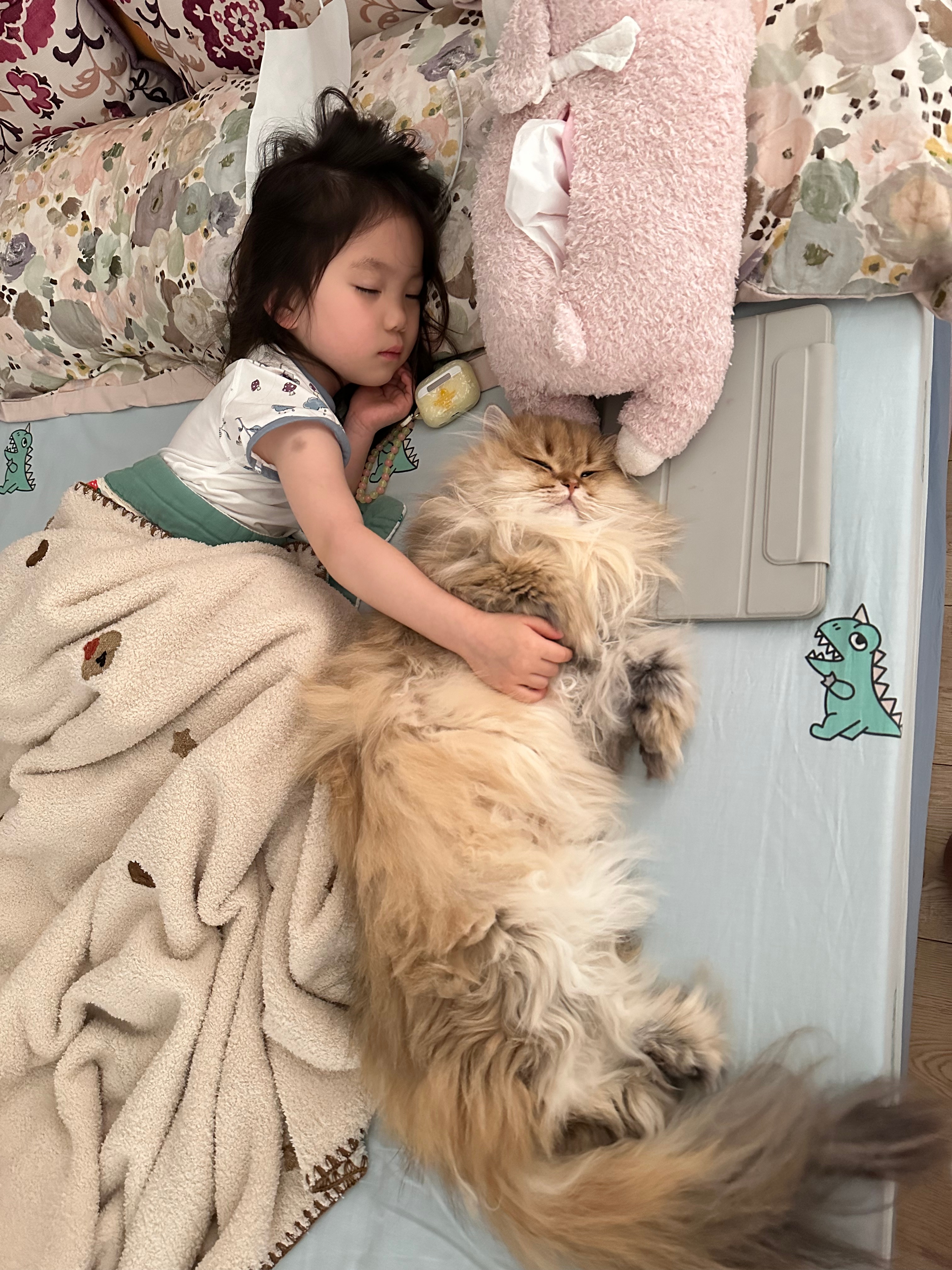 好有爱啊#英国长毛猫##辣椒家新家回访##金渐层# ​​​