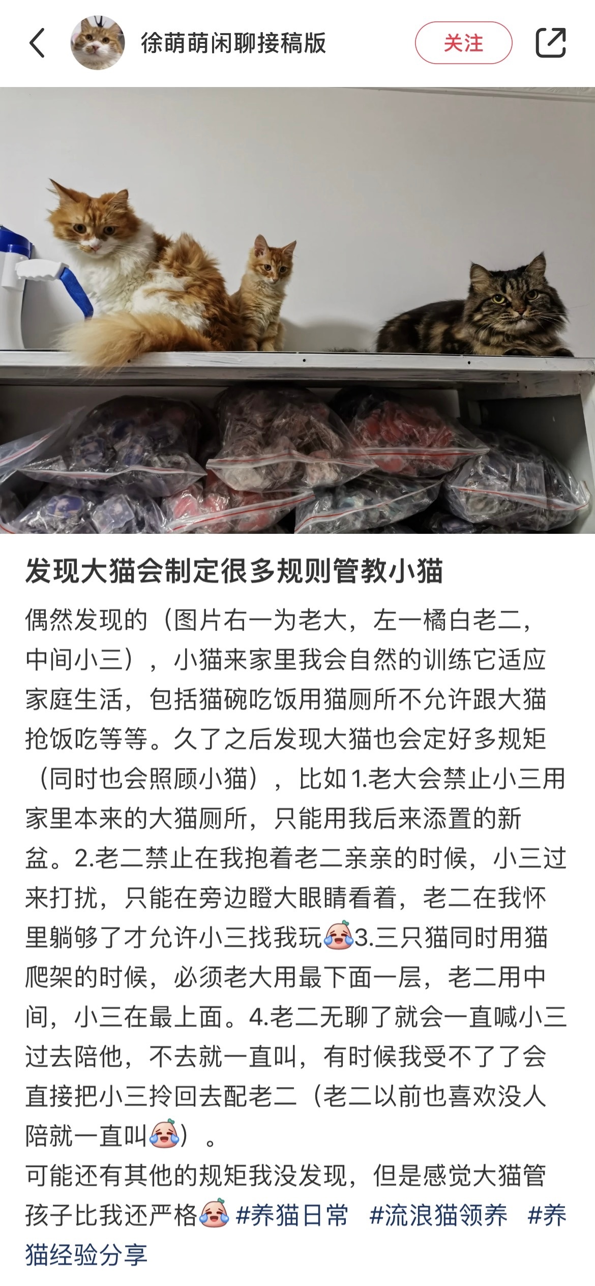 原来猫咪会主动制定规则 ​​​
