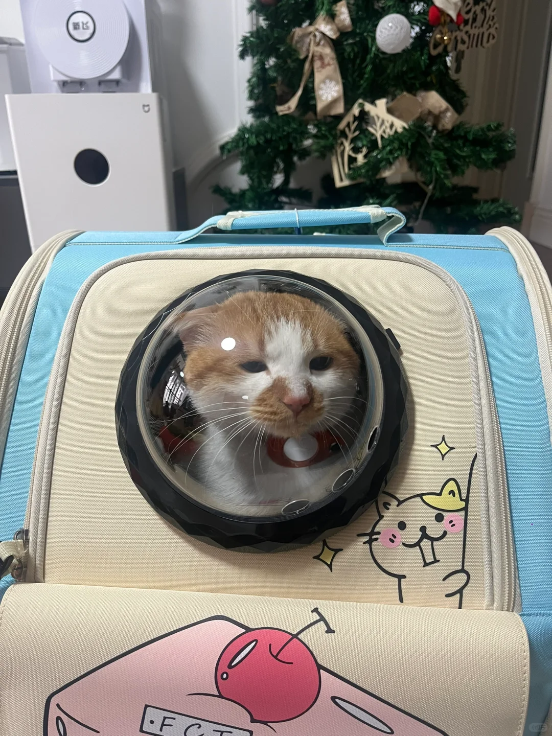 怀民：有新猫包了！