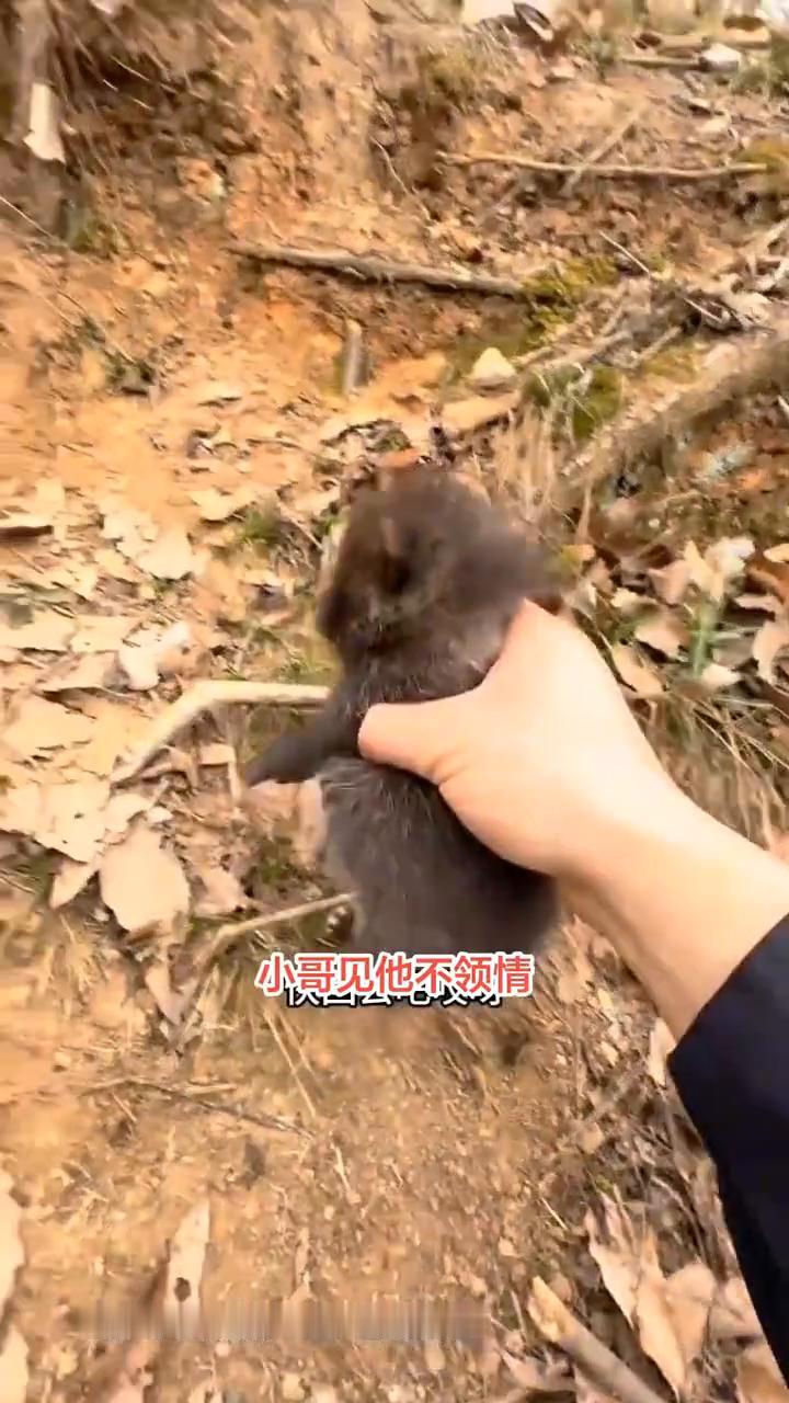 小哥去河边钓鱼发现了这个小家伙，起初还以为它是一条小奶狗，仔细观察后发现它又像一