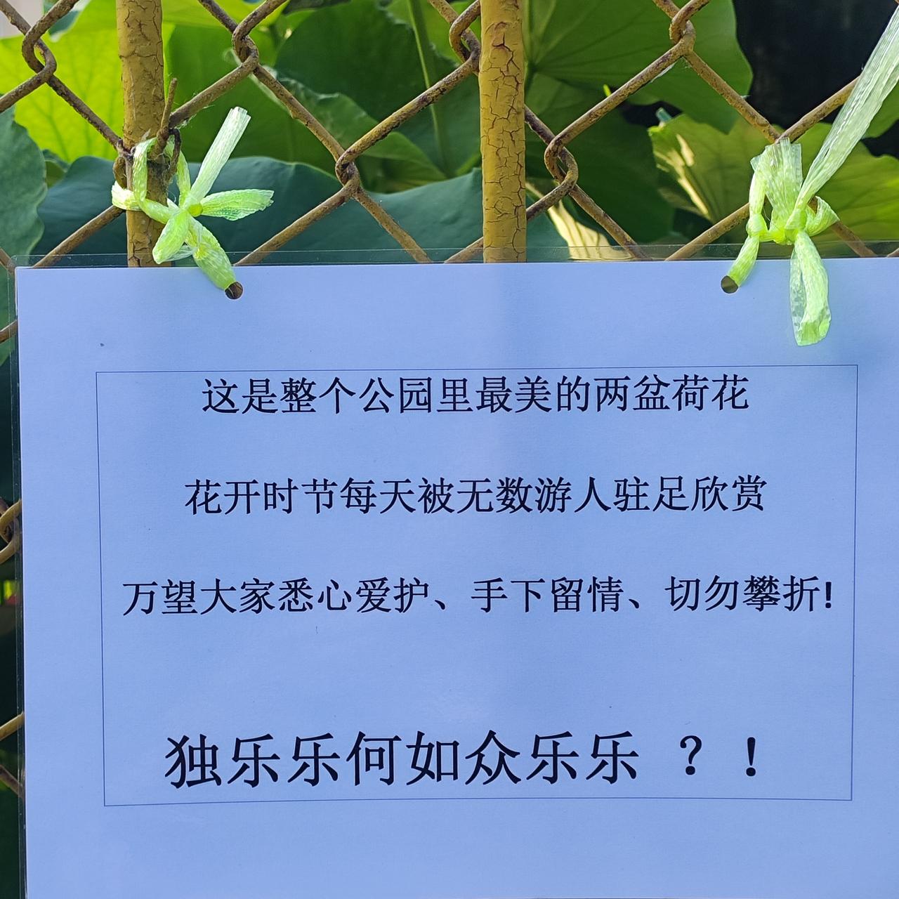 小告示

每天都路过，没想到这两盆超级大的盆养荷花还是宝贝。刚有小花苞，花未开，