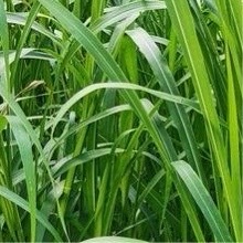 种植[超话]   [巳升升] 种植  [给你小心心] 微公益  如何种植苏子草选