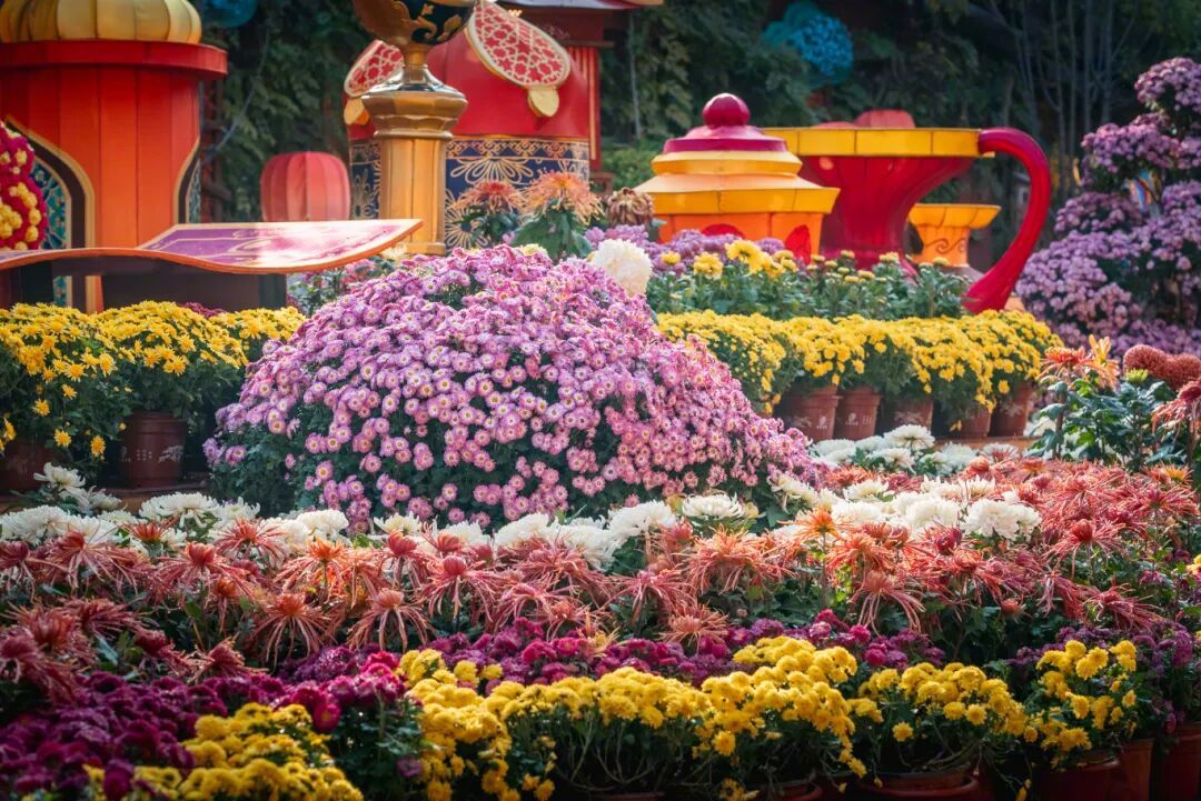 好消息！天气持续晴好、气温适宜，河南开封清明上河园内百万株菊花长势旺盛，花期延长