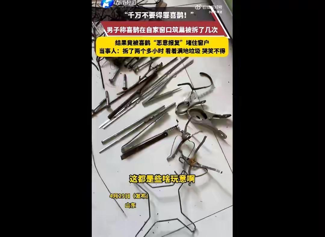 近日，山东一网友分享离谱经历，喜鹊在自家厨房窗户口筑巢，男子觉得生活不太方便就将