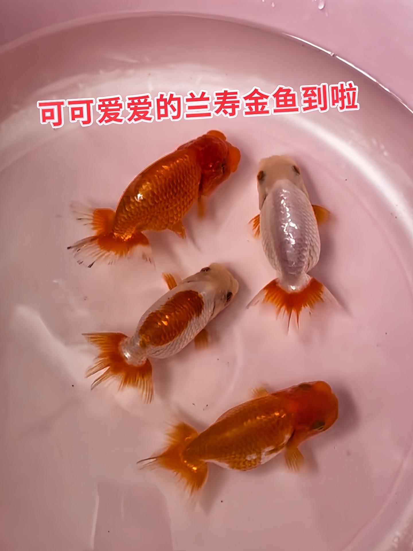 还在寻觅灵动的水中精灵？兰寿金鱼绝对不容错过！圆润如球的身躯，搭配飘逸...