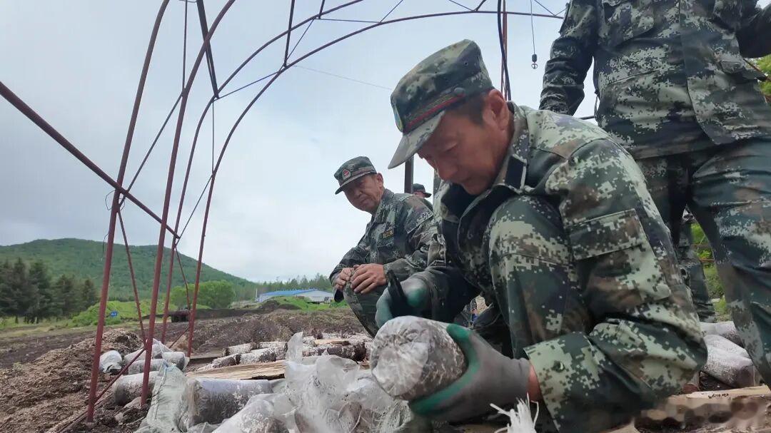 黑龙江网事万千气象看龙江龙江森工 绥阳林业局九大林场同步开展榛蘑种植试验，投放九