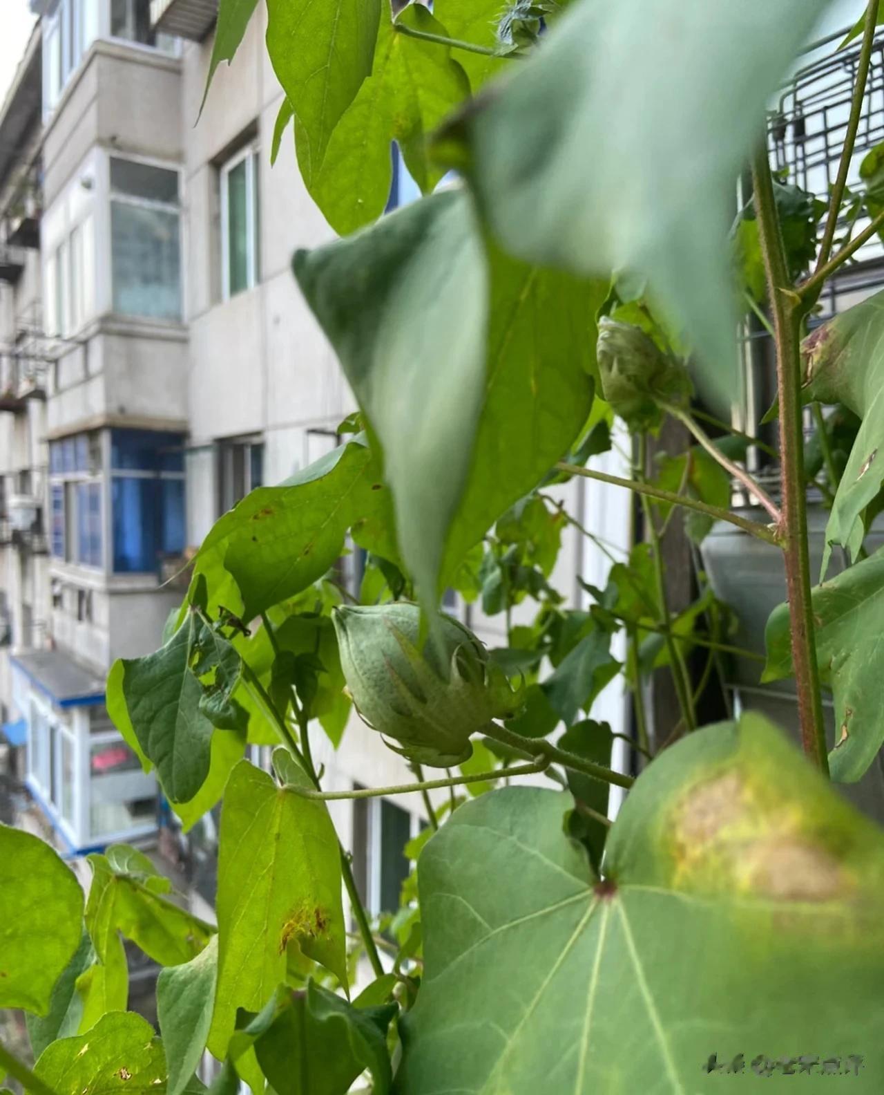知道阳台上这植物叫啥吗？

今天去一老领导家，发现他在自家楼房阳台上种了几株这样