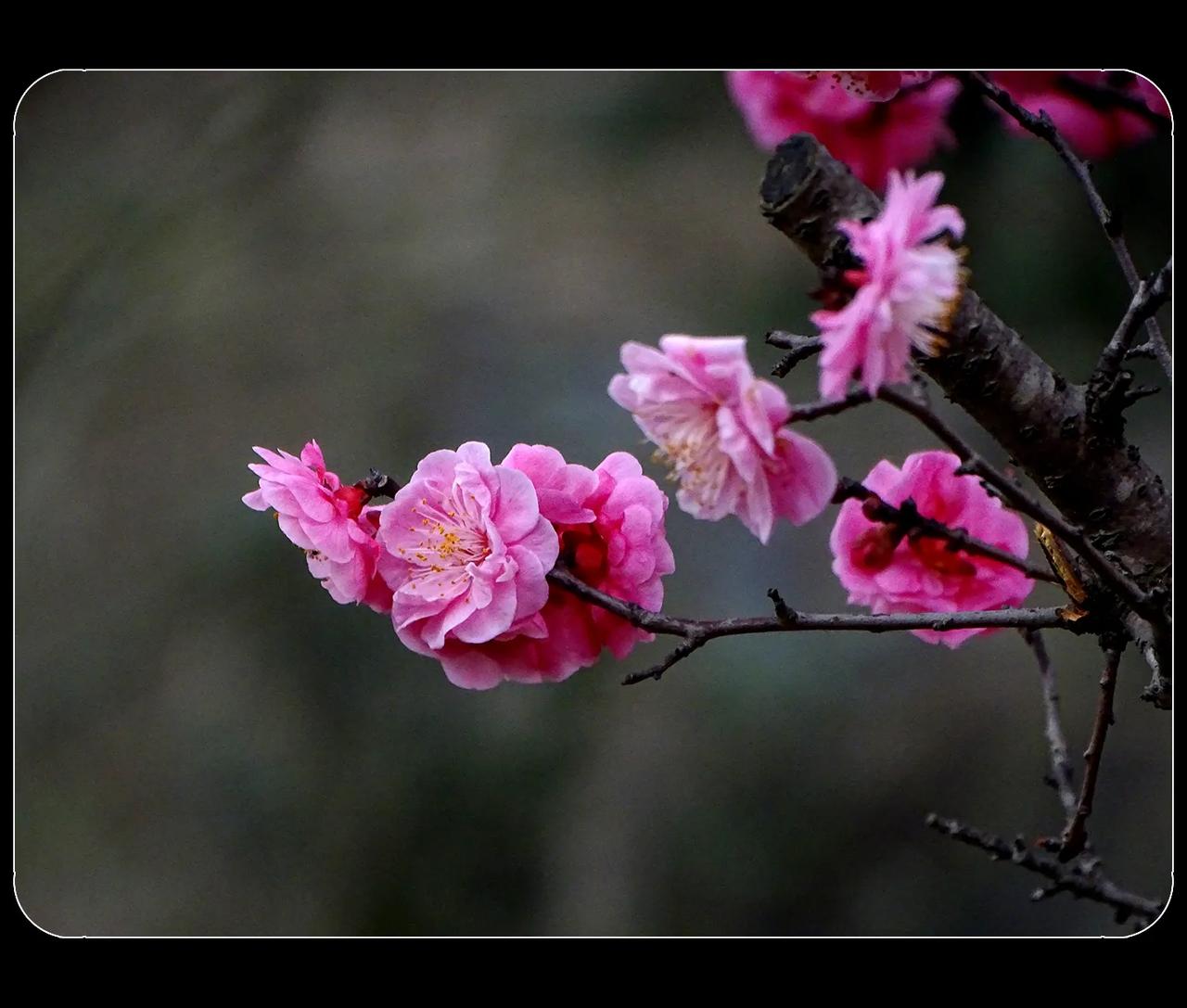 《梅花》
成都药博园的梅花，开得晚一些。其它一些地方的梅花都开始蔫了，这里的梅花