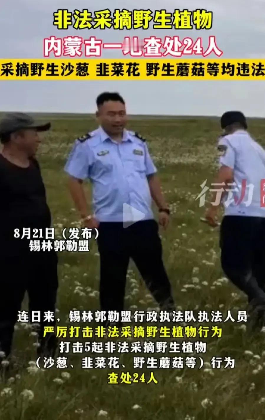 内蒙古严打非法采摘野生植物！别急，听我说，这是牧民承包的牧场，野生植物是牧民的财
