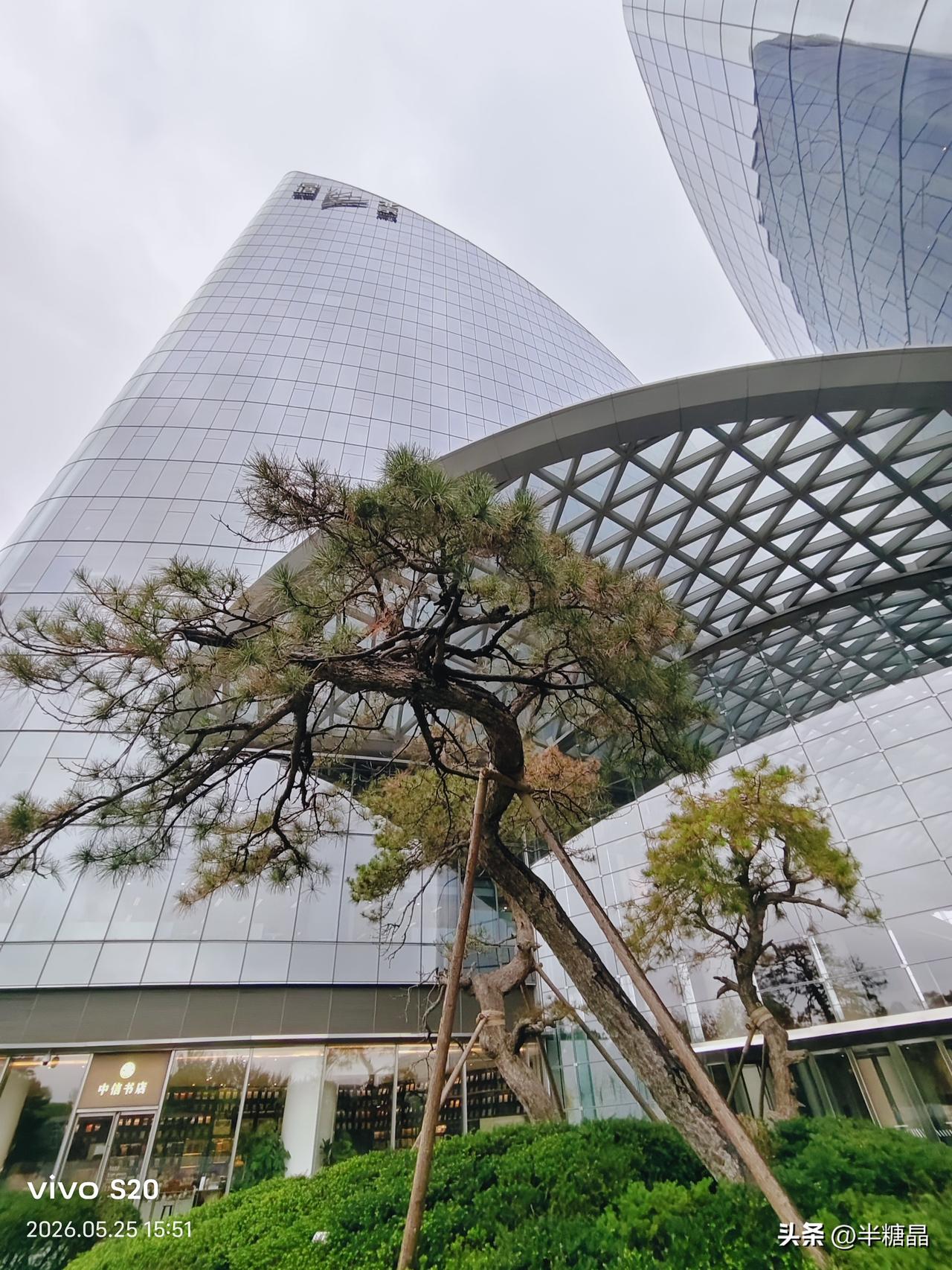 启皓大厦为什么门口都有迎客松，迎客松摆放酒店寓意什么？
迎客松是咱们中国传统文化