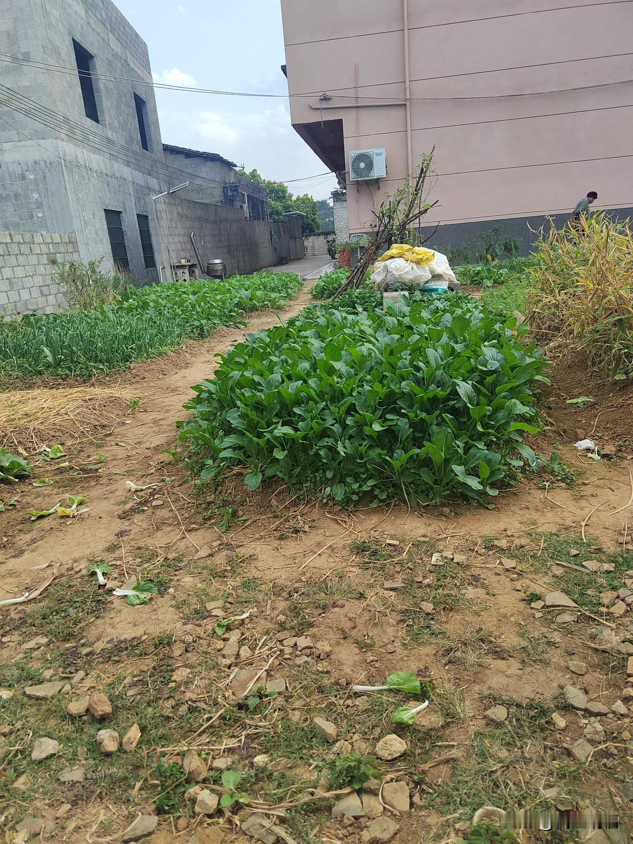 现在很多人向往城市，可我觉得，农村最真实，也最接地气。
没有那么多虚情假意，日子