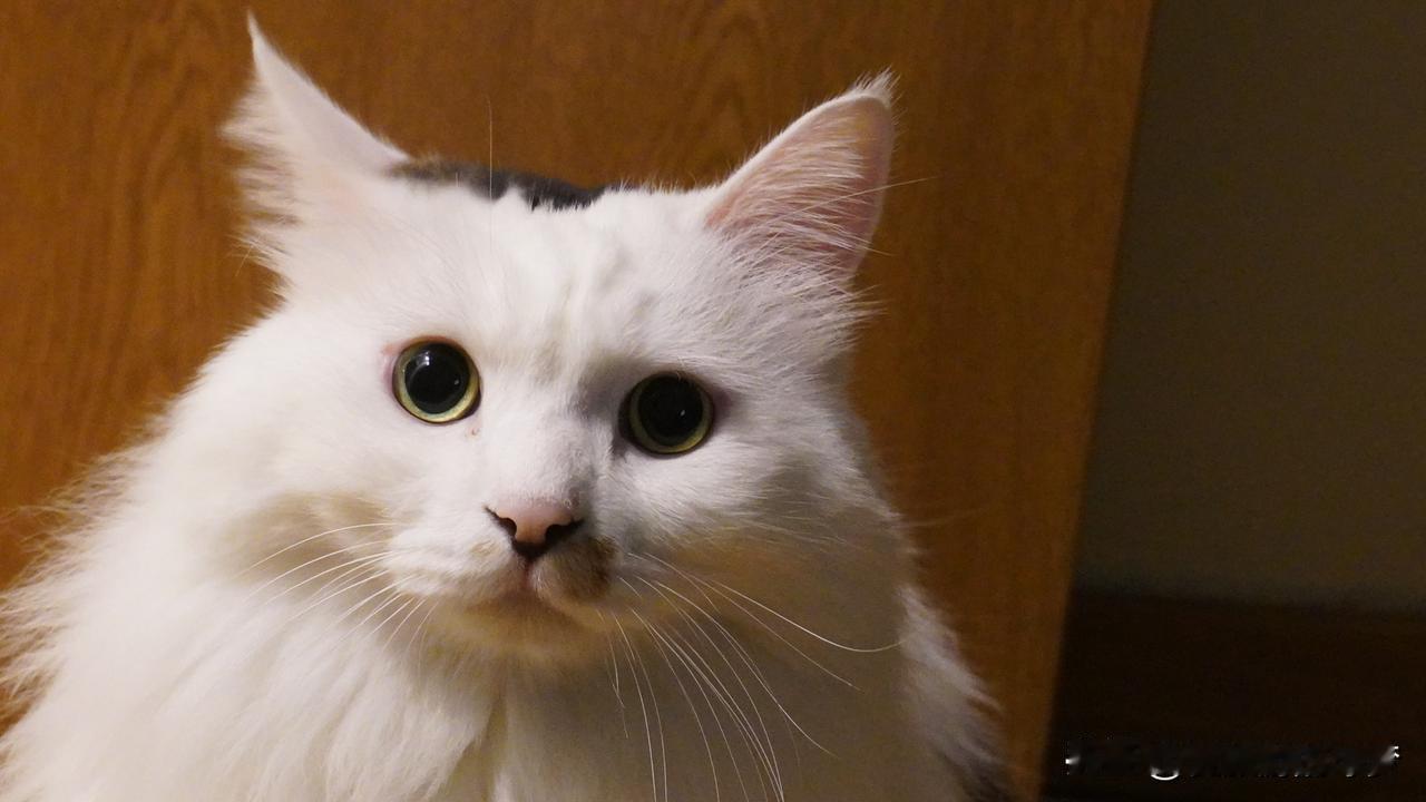 我家的两个宝贝13和桔桔