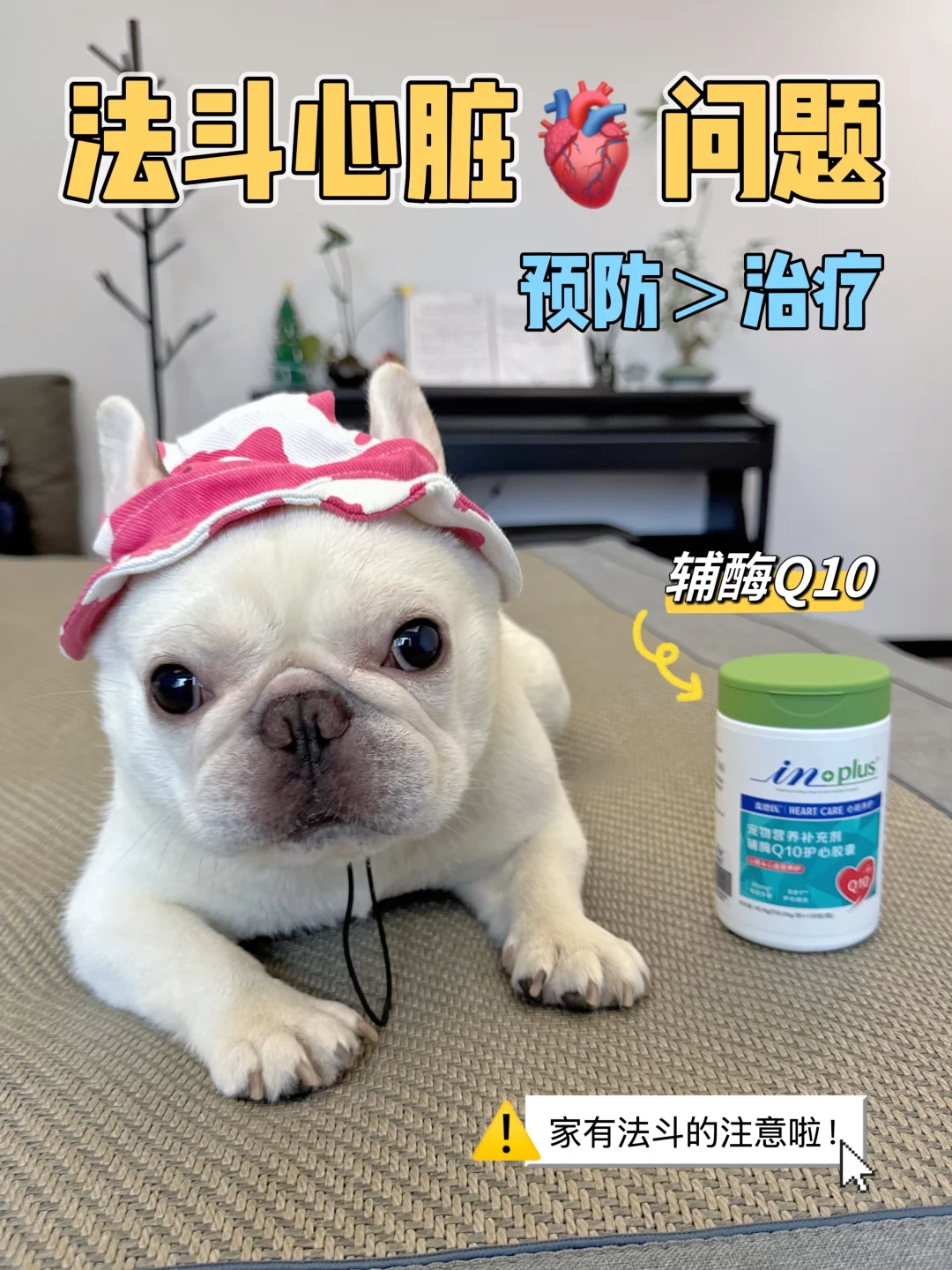 法斗心脏问题拒绝焦虑！选对辅酶Q10很重要！