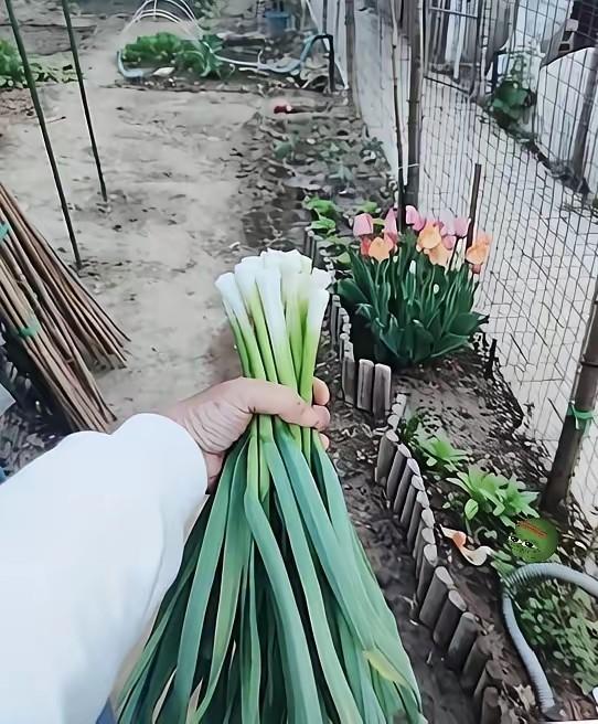 你揣着空口袋去借钱，人家没给，但往你手里塞了一把带泥的蒜苗。
这画面我脑子里转了