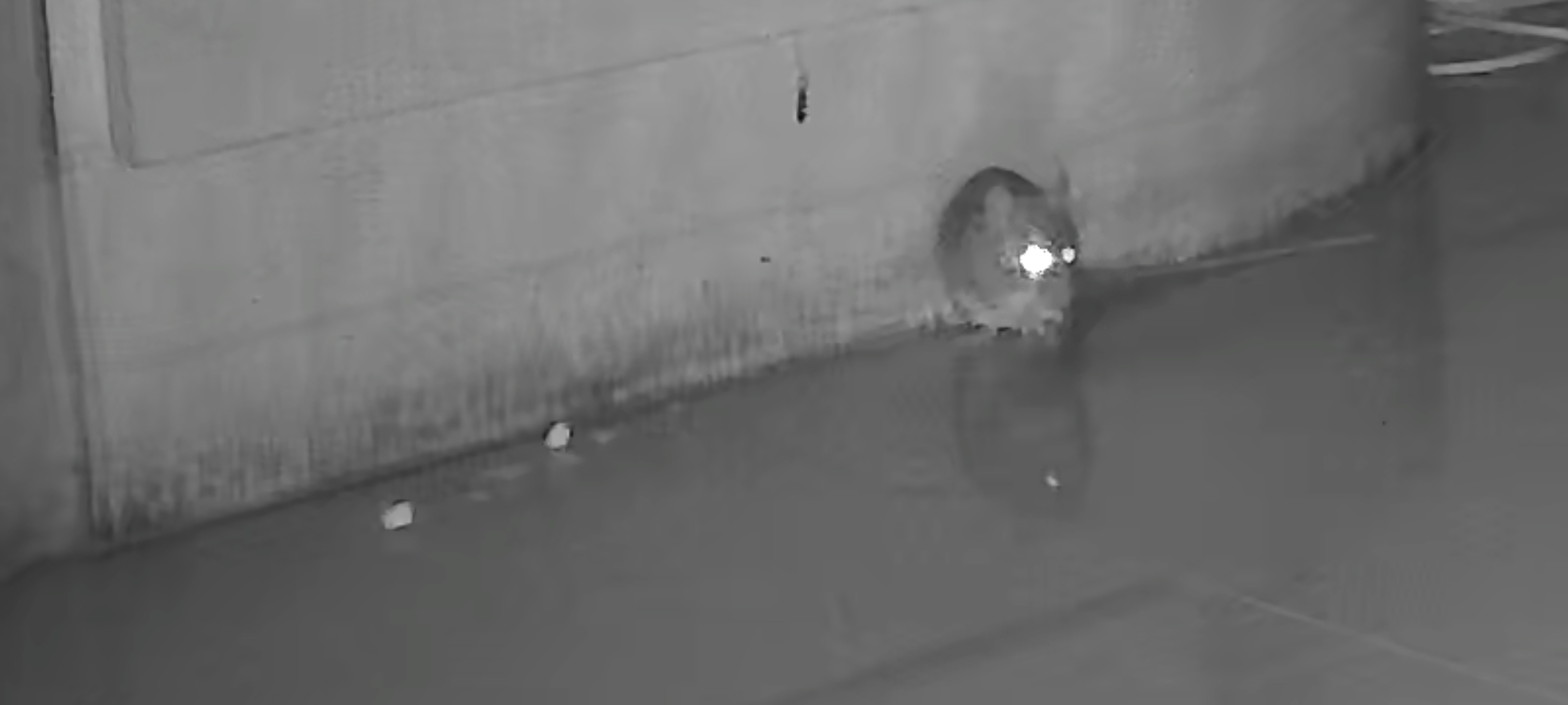 爸妈家的老鼠造成经济损失了昨晚打碎了酒瓶花瓶。最有意思的是粘鼠板它不踩，粘鼠板上