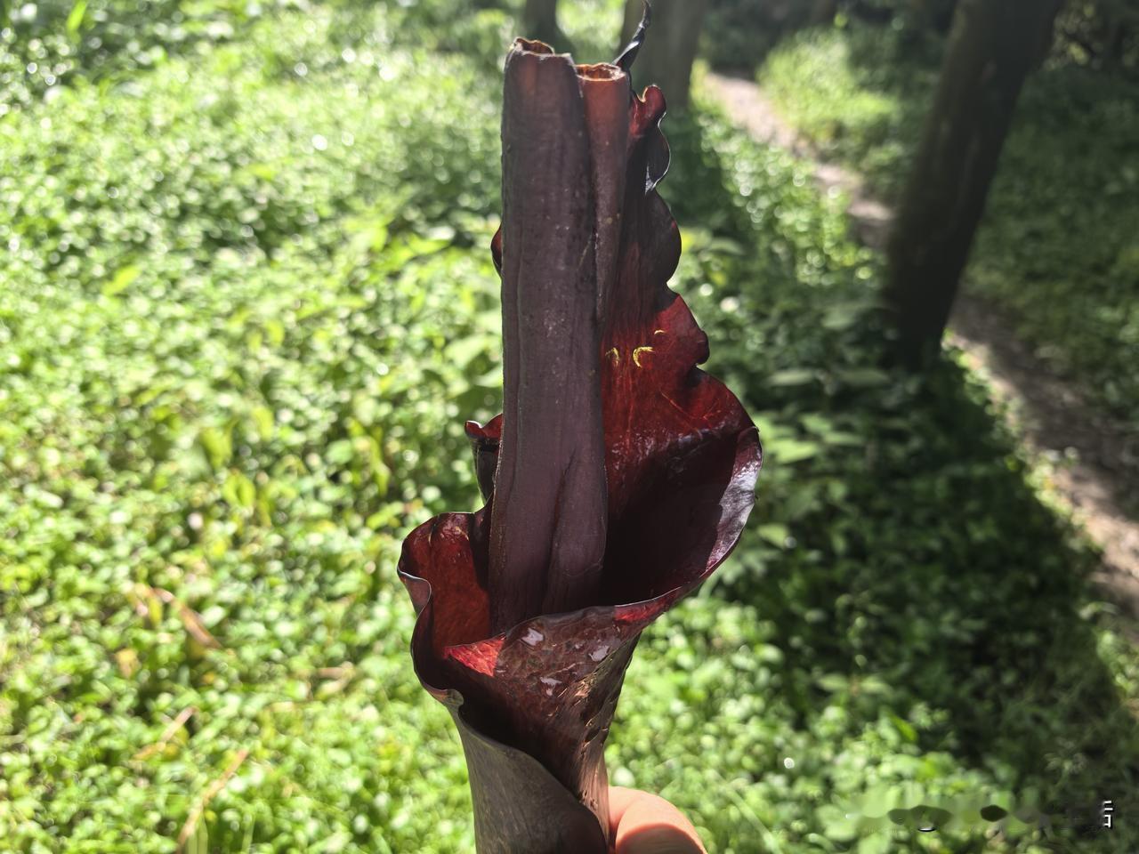 昨晚快十点我昏昏欲睡时，妹妹给我打了个电话，问我今天有没有时间。我问她啥事，她说