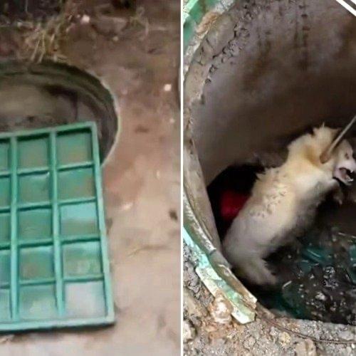 最让人动容的，从来不是“狗狗坚强活了三年”，而是那些没有出现在镜头里的陌生人。他