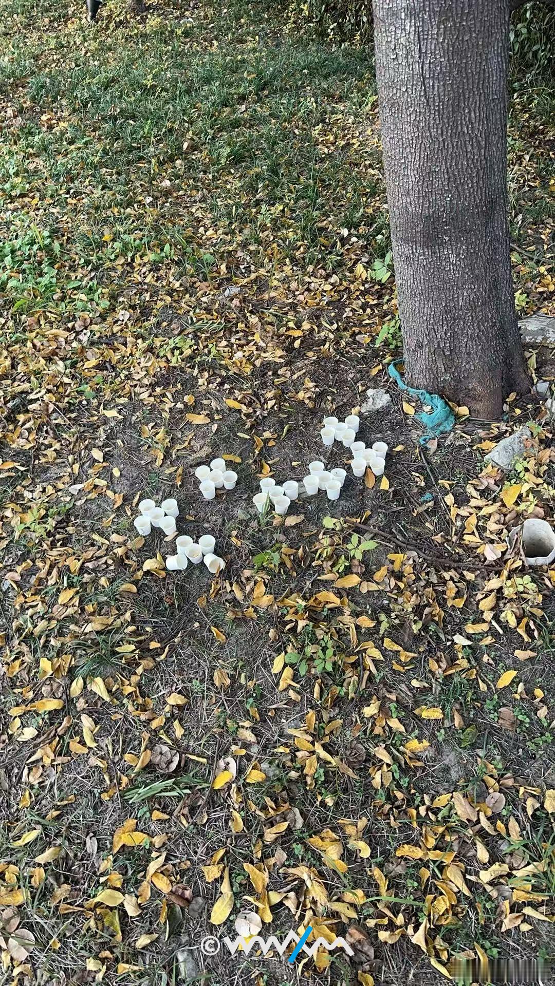 日记君在武汉一花园散步时看到草丛里有人摆的这种杯子，这是什么意思啊？武汉plog