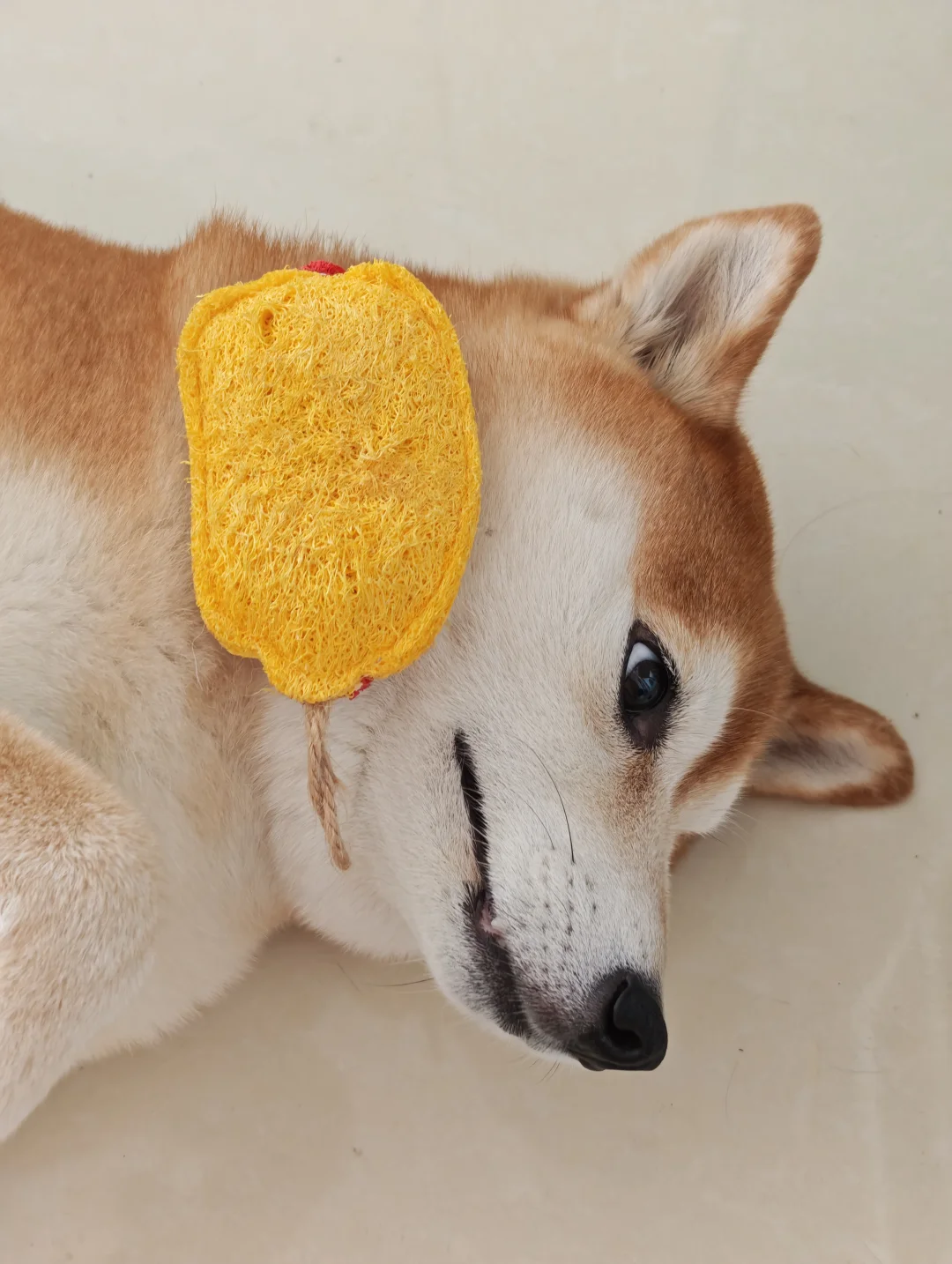 偷猫咪玩具一甩击破老母亲眼角膜