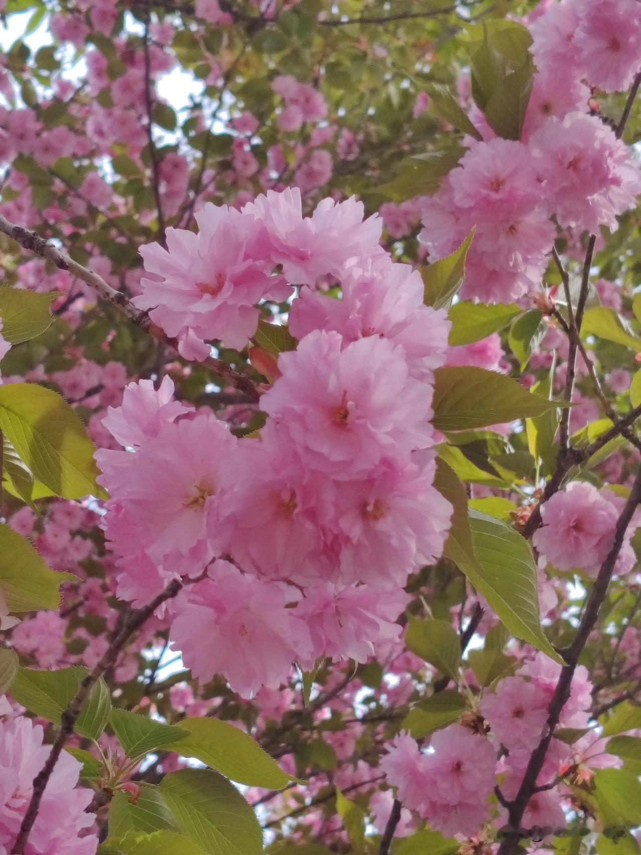 春日生活打卡季武功县园林公园的春天，樱花开得正好！清明假期，不用东奔西跑，不用担
