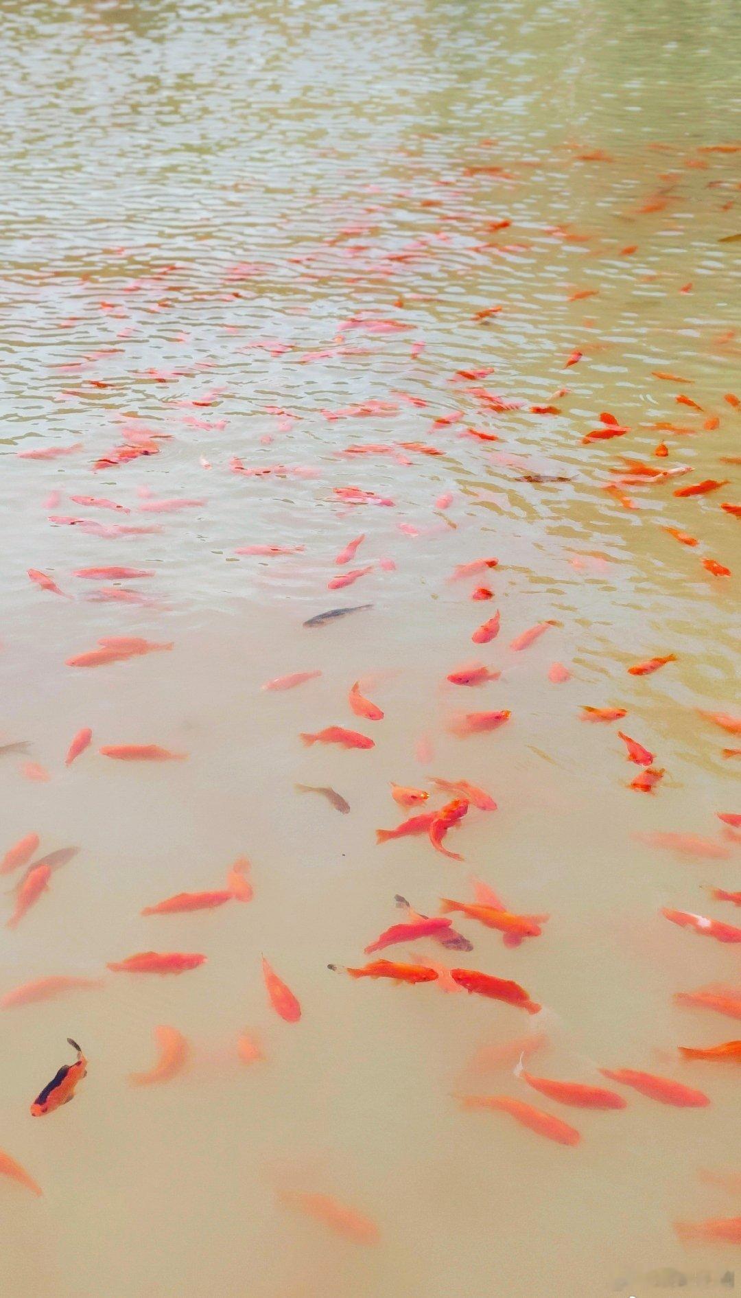 早安！看满池红鲤逐光而行，连水面都被染上了鲜活的暖意。愿这份蓬勃的生机传递给你，