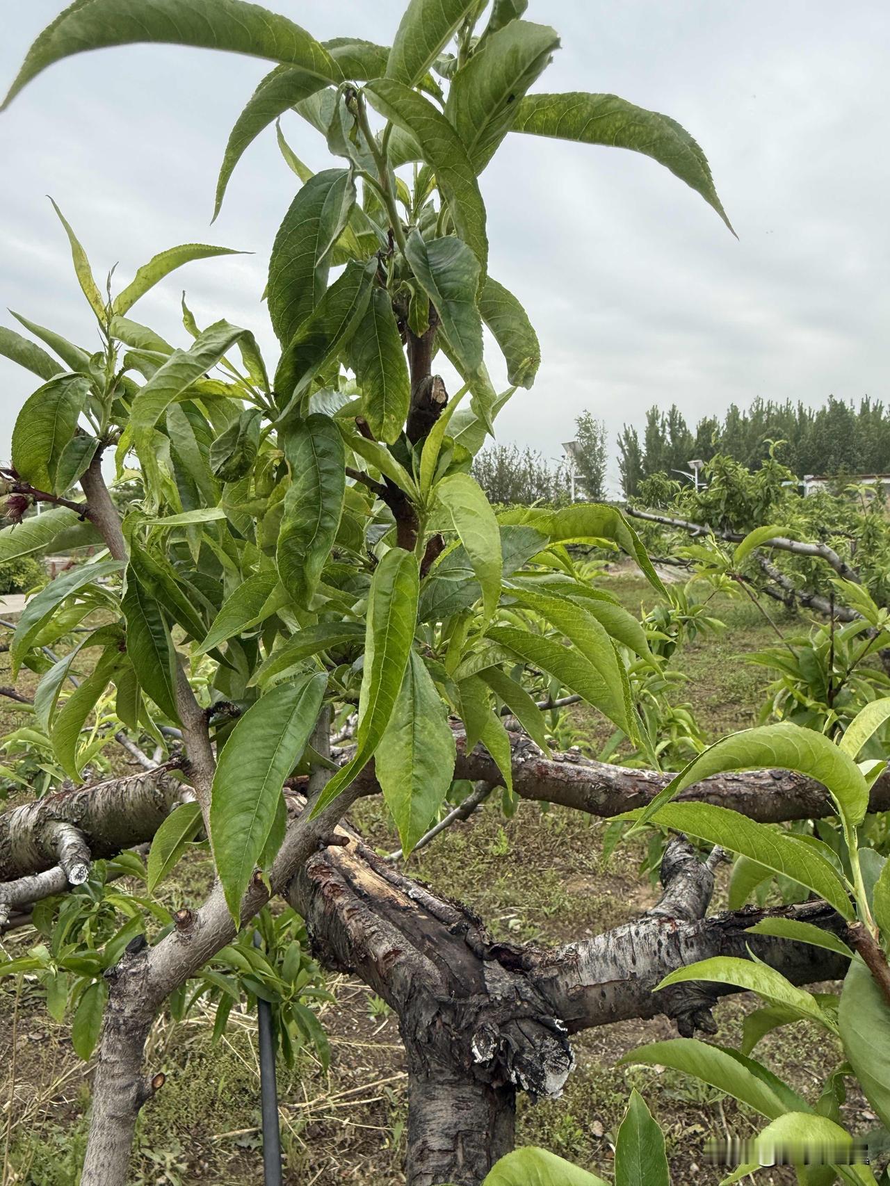 【小对联】
上：……？
下：跑鞋。