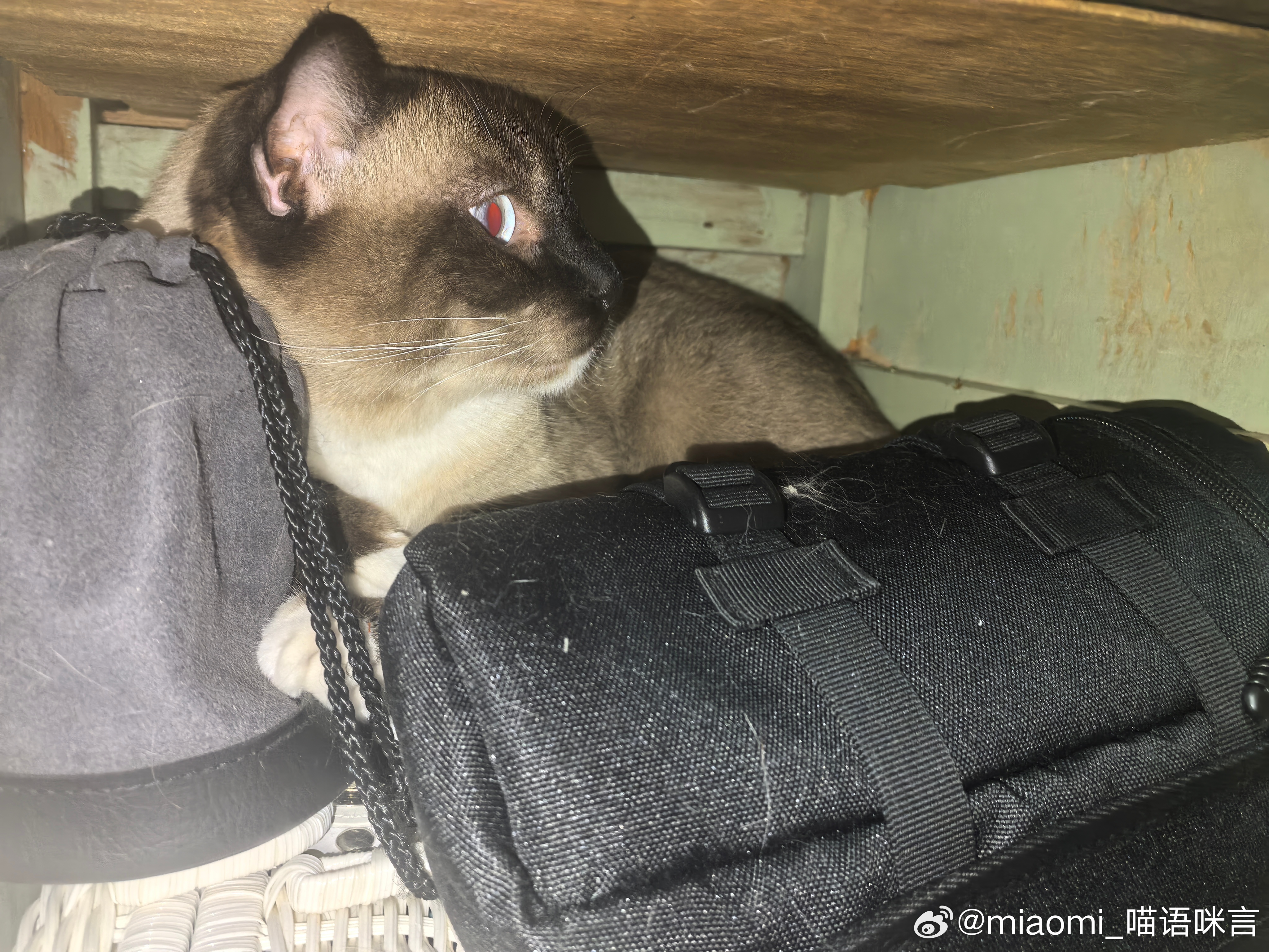 镜头柜子放久了会长猫… 