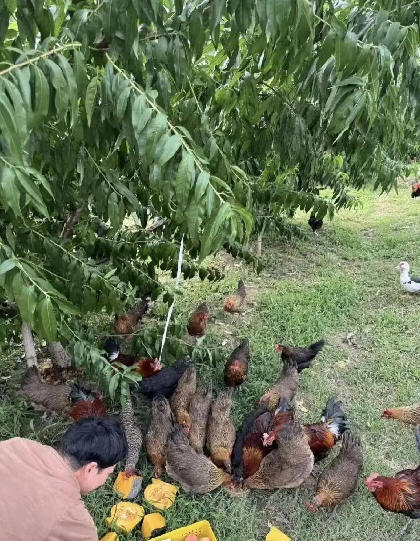 村里的老张为了节省养鸡的成本，把几百只鸡赶到了自家的果园里觅食。这些小鸡来到果园