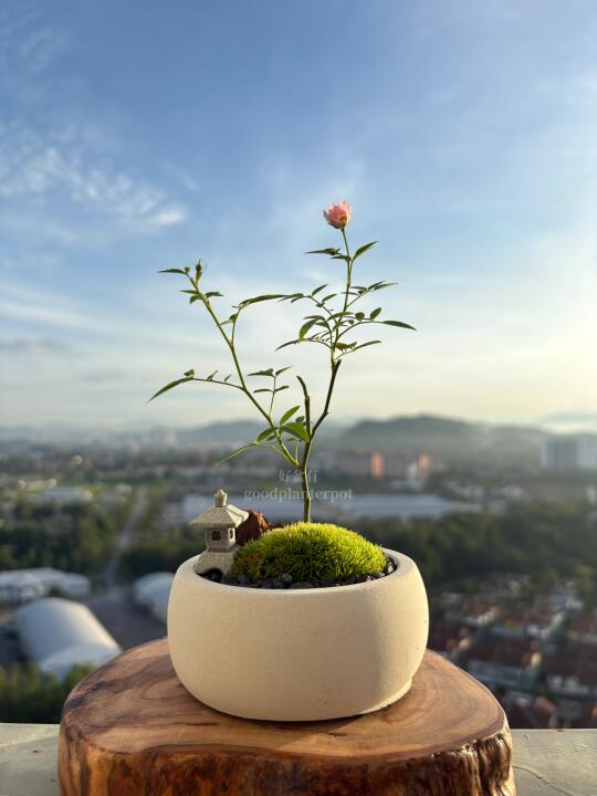 🇲🇾微型月季🌸