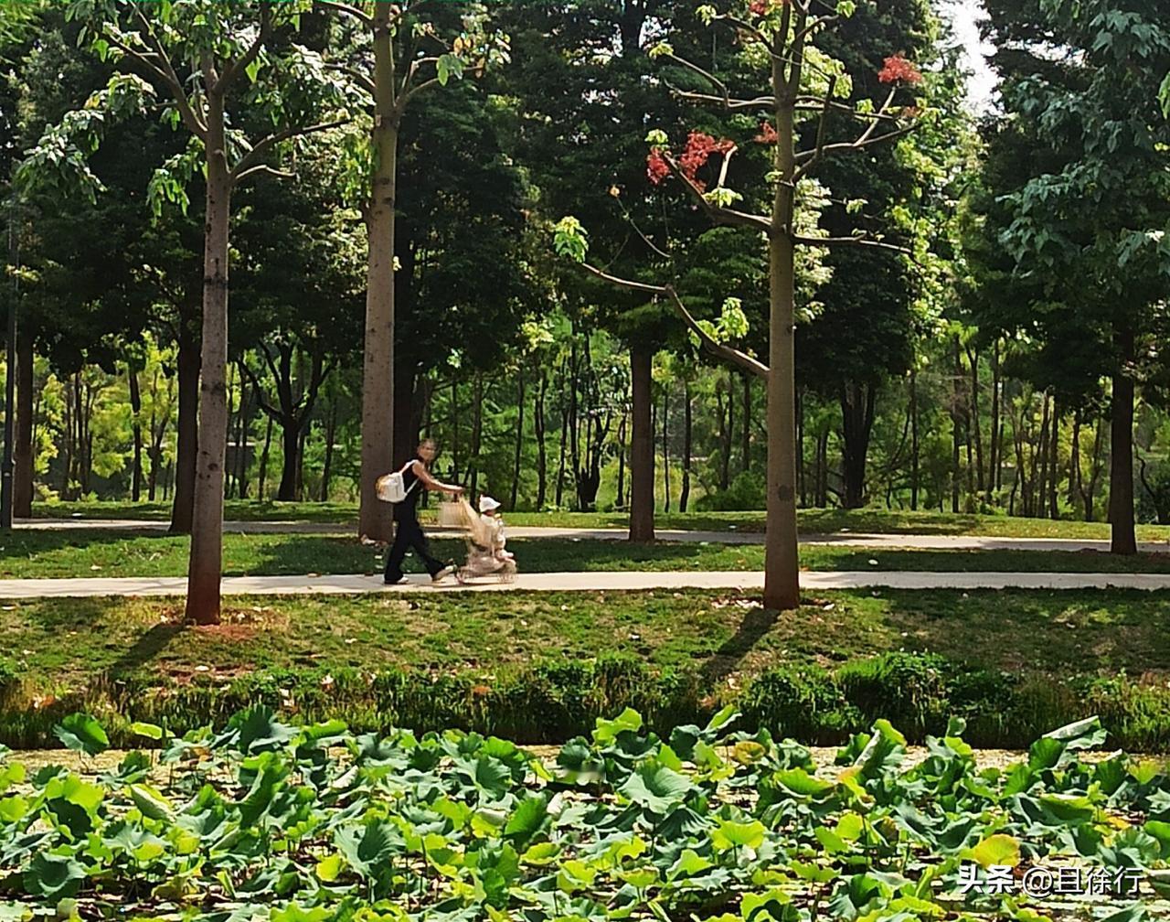 云南弥勒甸溪河公园植被茂盛，绿意盎然，1万8千株金丝楠，尽显豪奢。就连路边不起眼