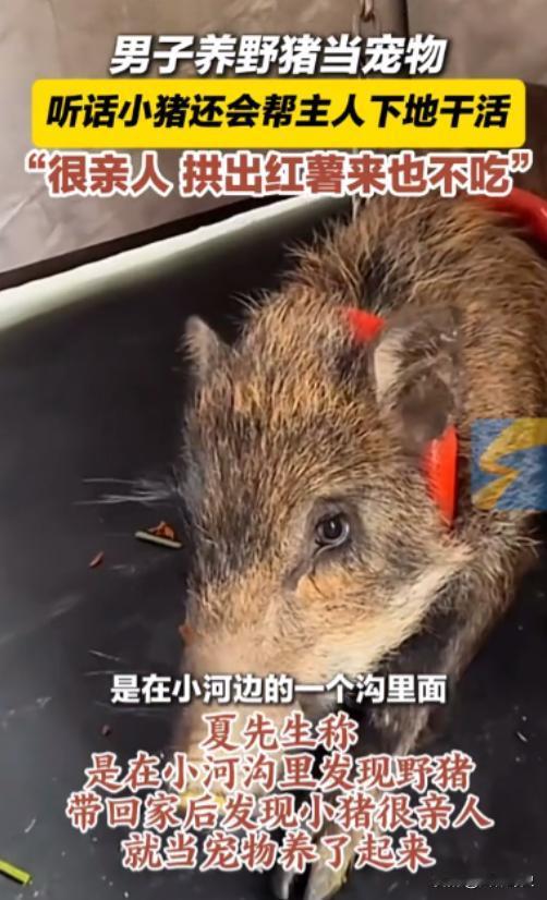 11月12日，浙江温州，男子在小河沟里捡到一头小野猪，带回家后发现小野猪很亲人就