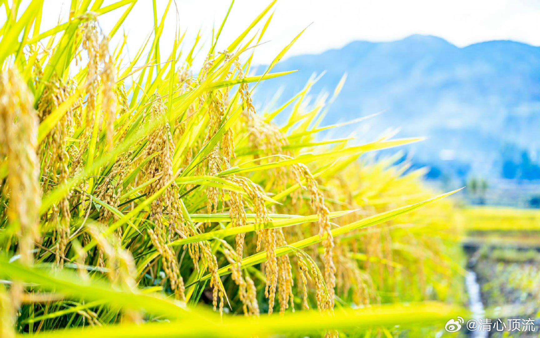 云南深秋满目诗意  好喜欢云南的秋天啊，这里真的是呈现出心旷神怡的一种氛围感了呀