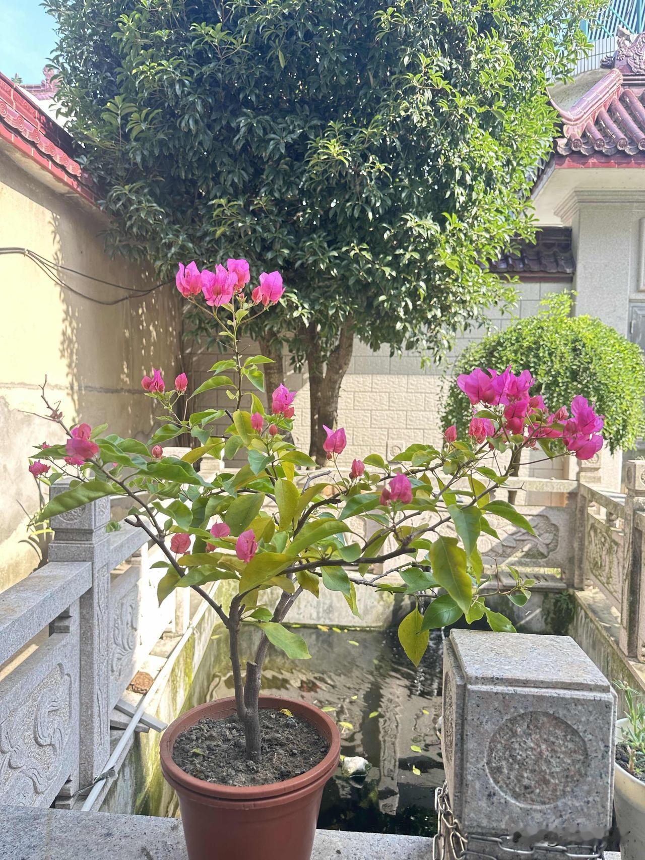 小院里的三角梅热烈绽放，姹紫嫣红装点惬意的夏日时光。