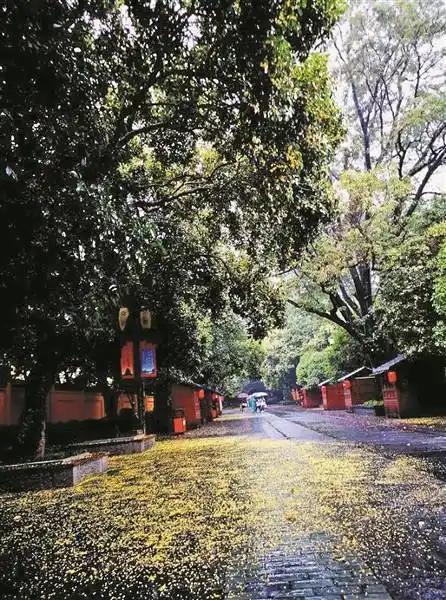 桂香漫城，秋染桂林
 
都说八月桂花香，而姗姗来迟的桂林秋，已被桂花香浸透满了整