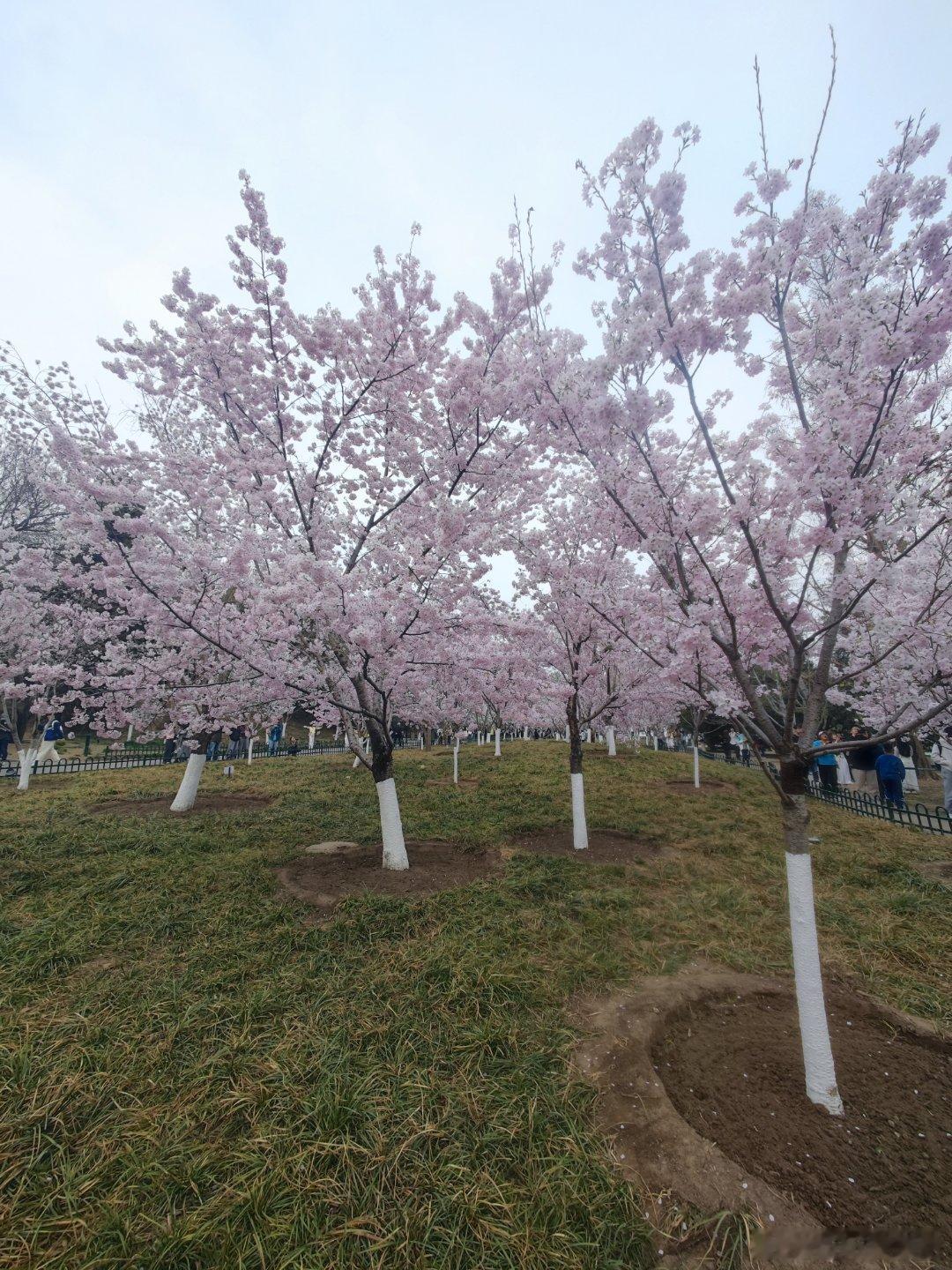 玉渊潭公园樱花季  摄影