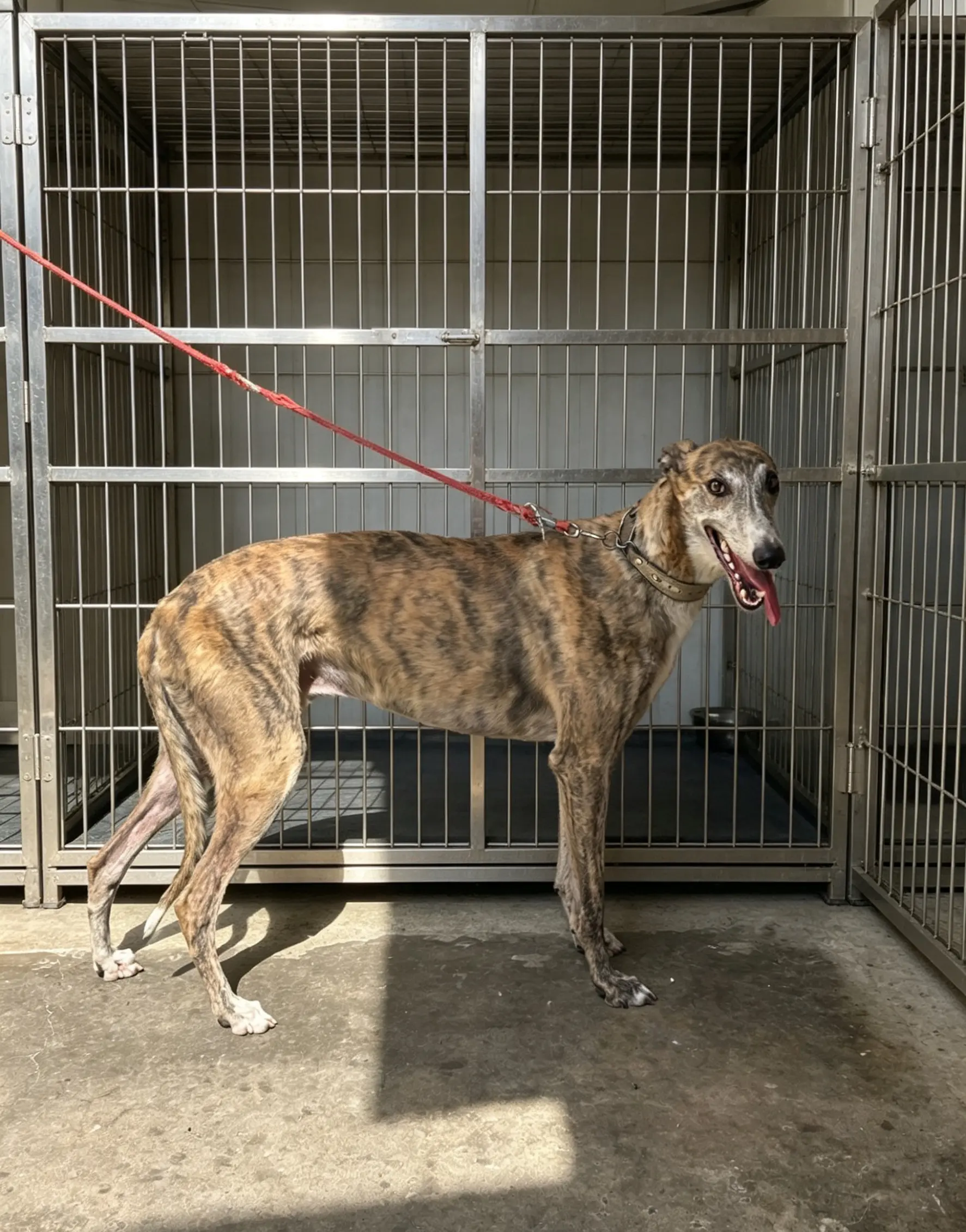 爱犬大狸子 诺里斯血 溜不过来 现在出 后台研究
