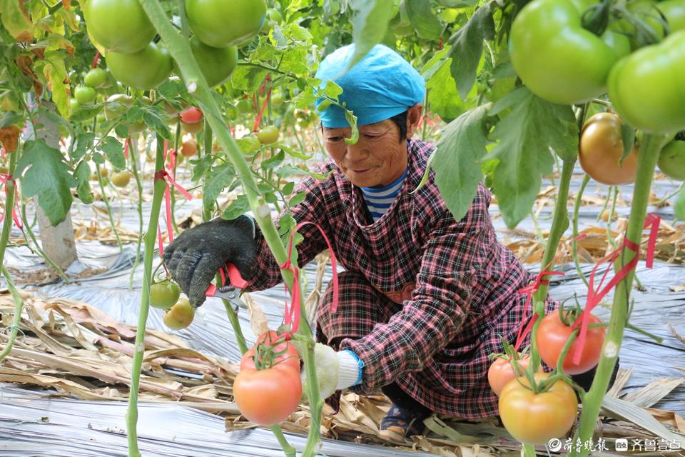 好德州丨小小番茄年产值达6个亿！德州这个宝藏小镇“有点东西”