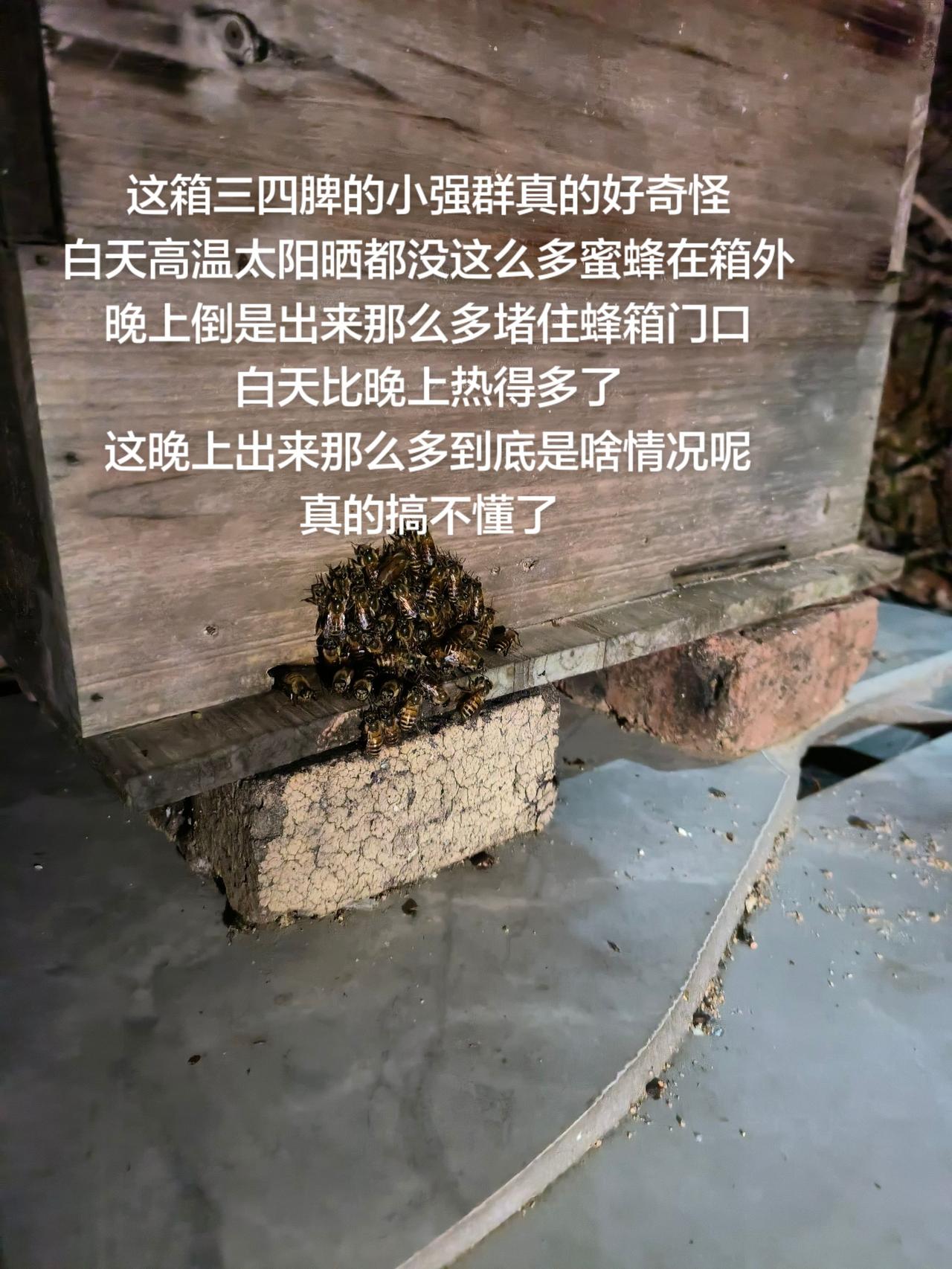 这箱三四脾的小强群真的好奇怪
白天高温太阳晒都没这么多蜜蜂在箱外
晚上倒是出来那