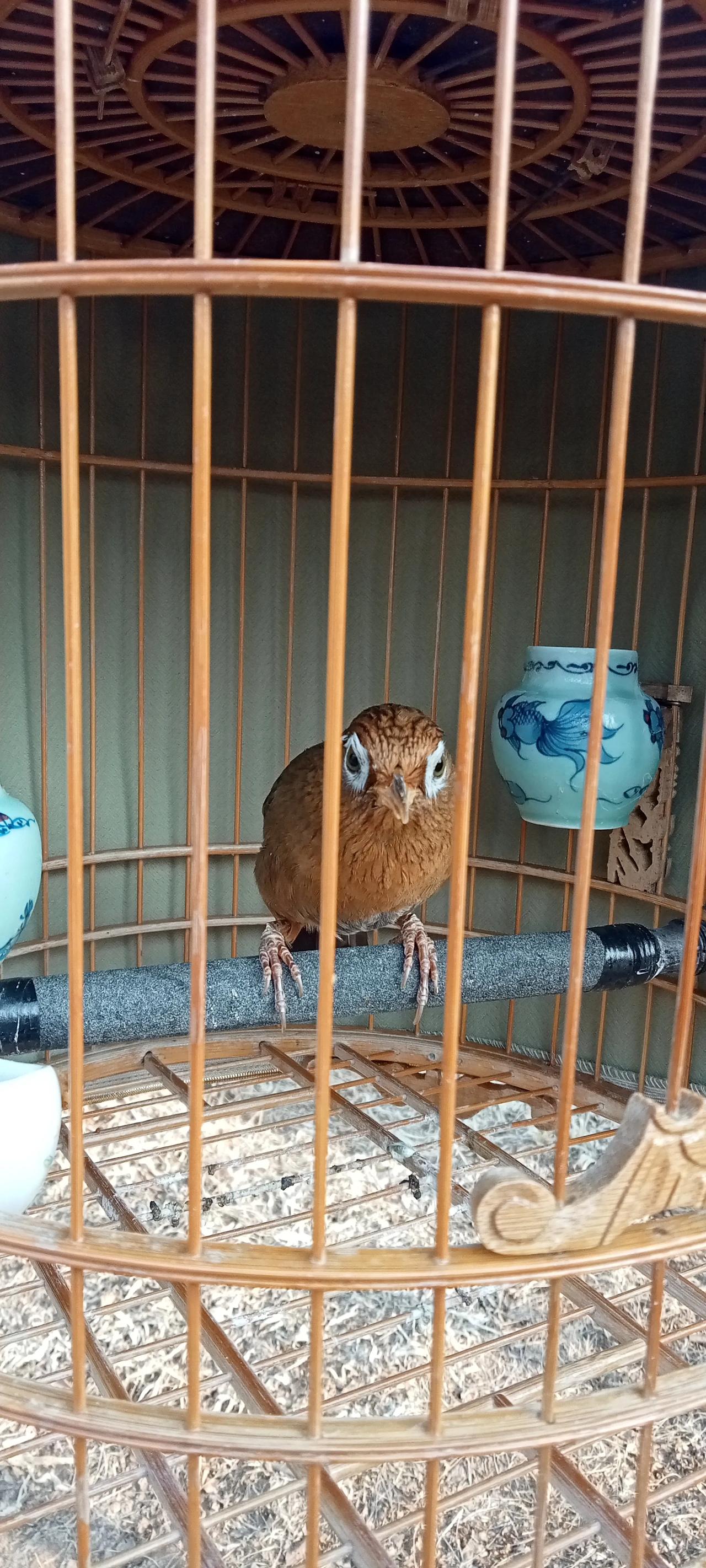 晒图笔记大赛晨练遇到养鸟人，非常漂亮。