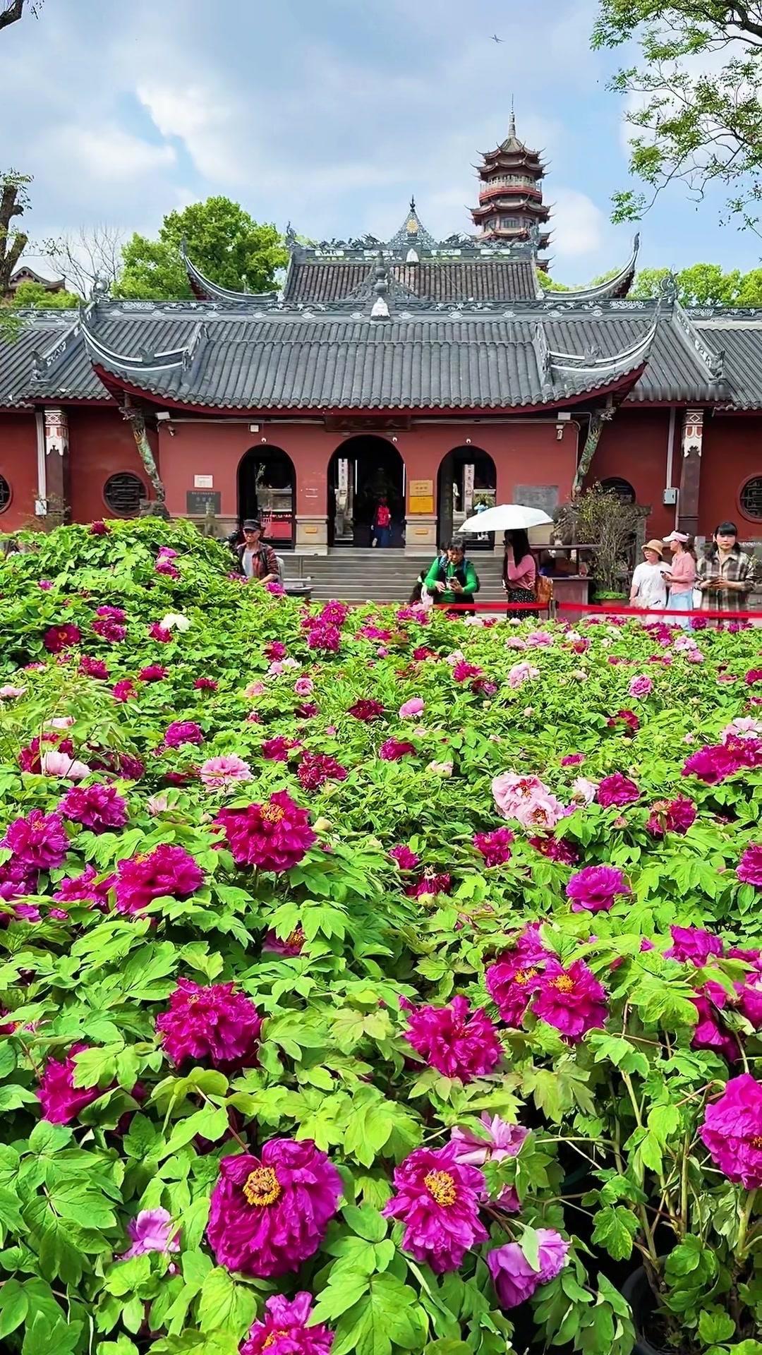 🌸华岩寺的牡丹开得正好，红墙金瓦下，千瓣万蕊竞相绽放，像打翻了大自然的调色盘。