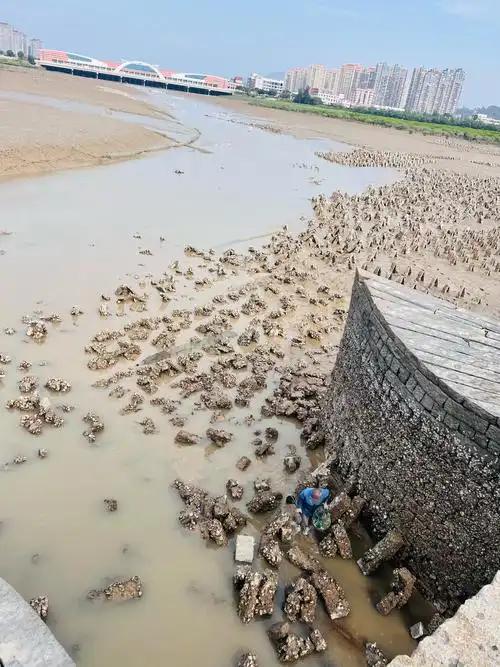 北宋皇祐五年至嘉祐四年，泉州洛阳桥营建过程中，在江海交汇的复杂水文条件下，工匠首