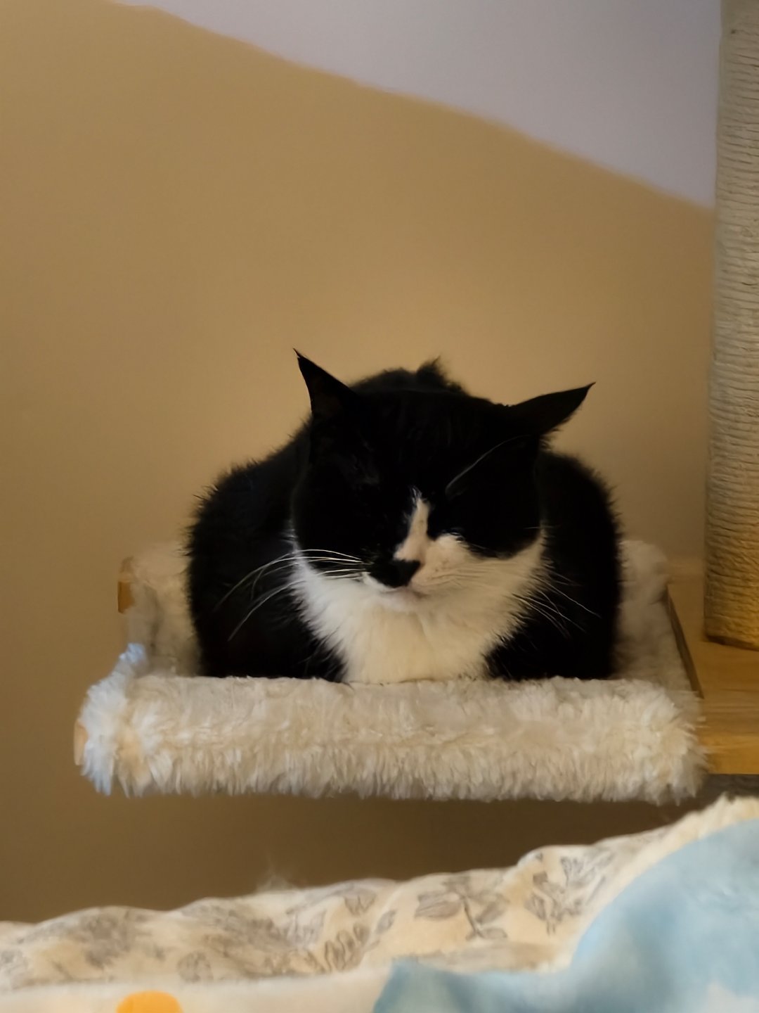 双开门奶牛猫，我真的笑死了 