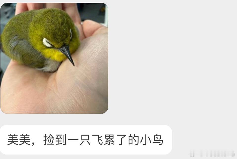 趴手上的暗绿绣眼鸟可能撞玻璃了 让它休息会 ​​​